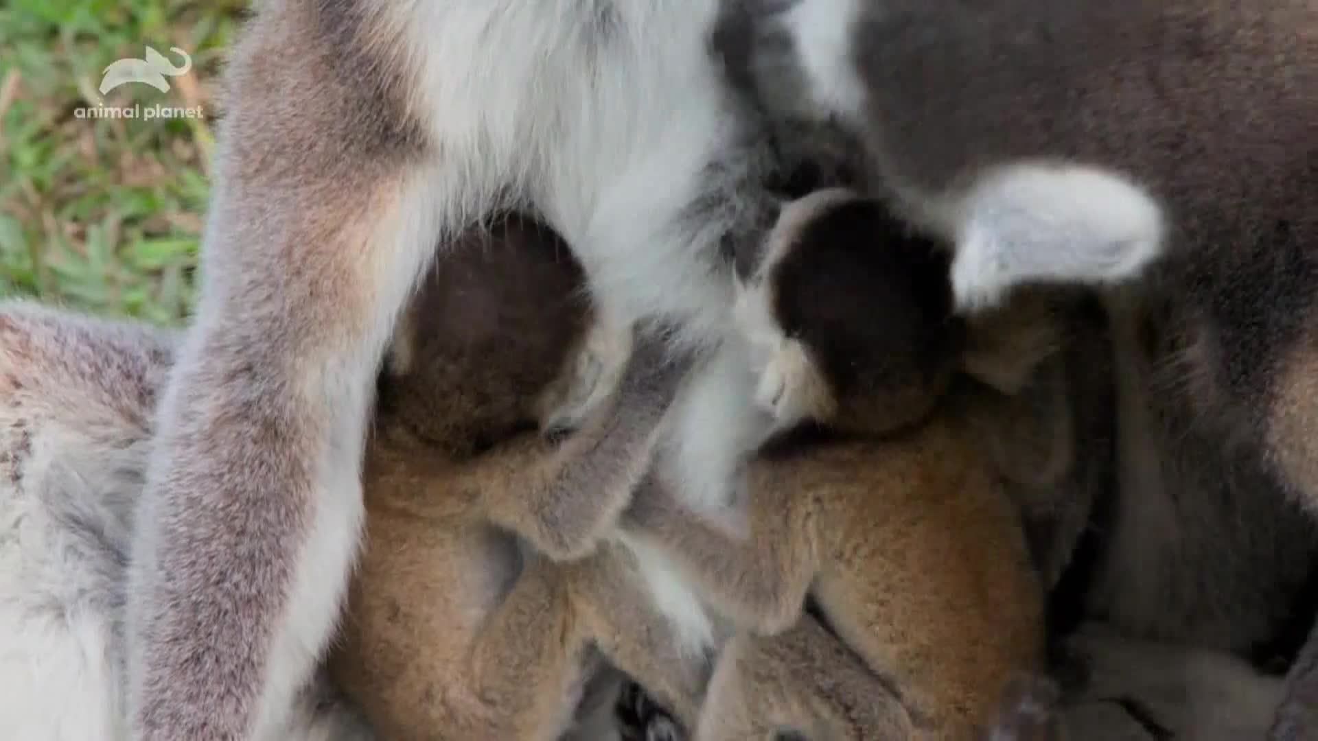 AnimalPlanet