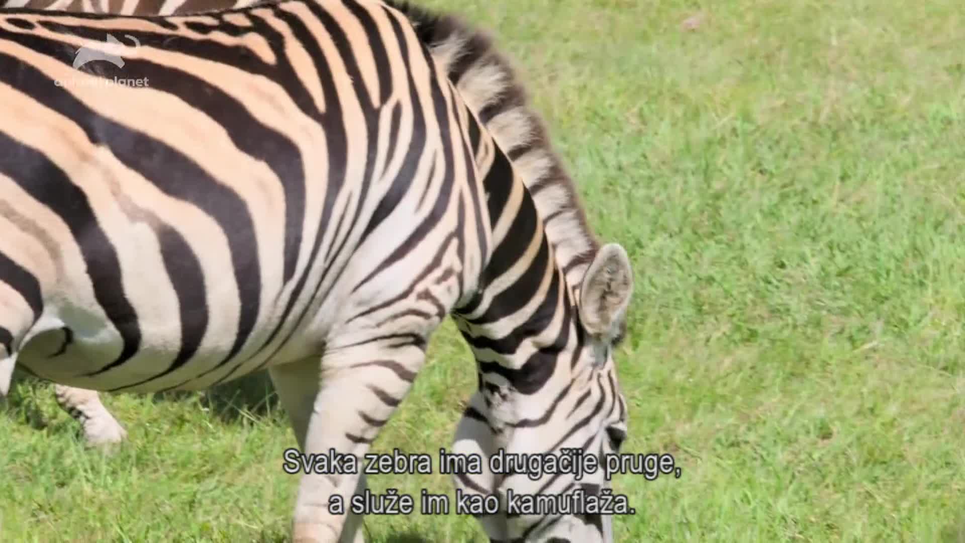AnimalPlanet