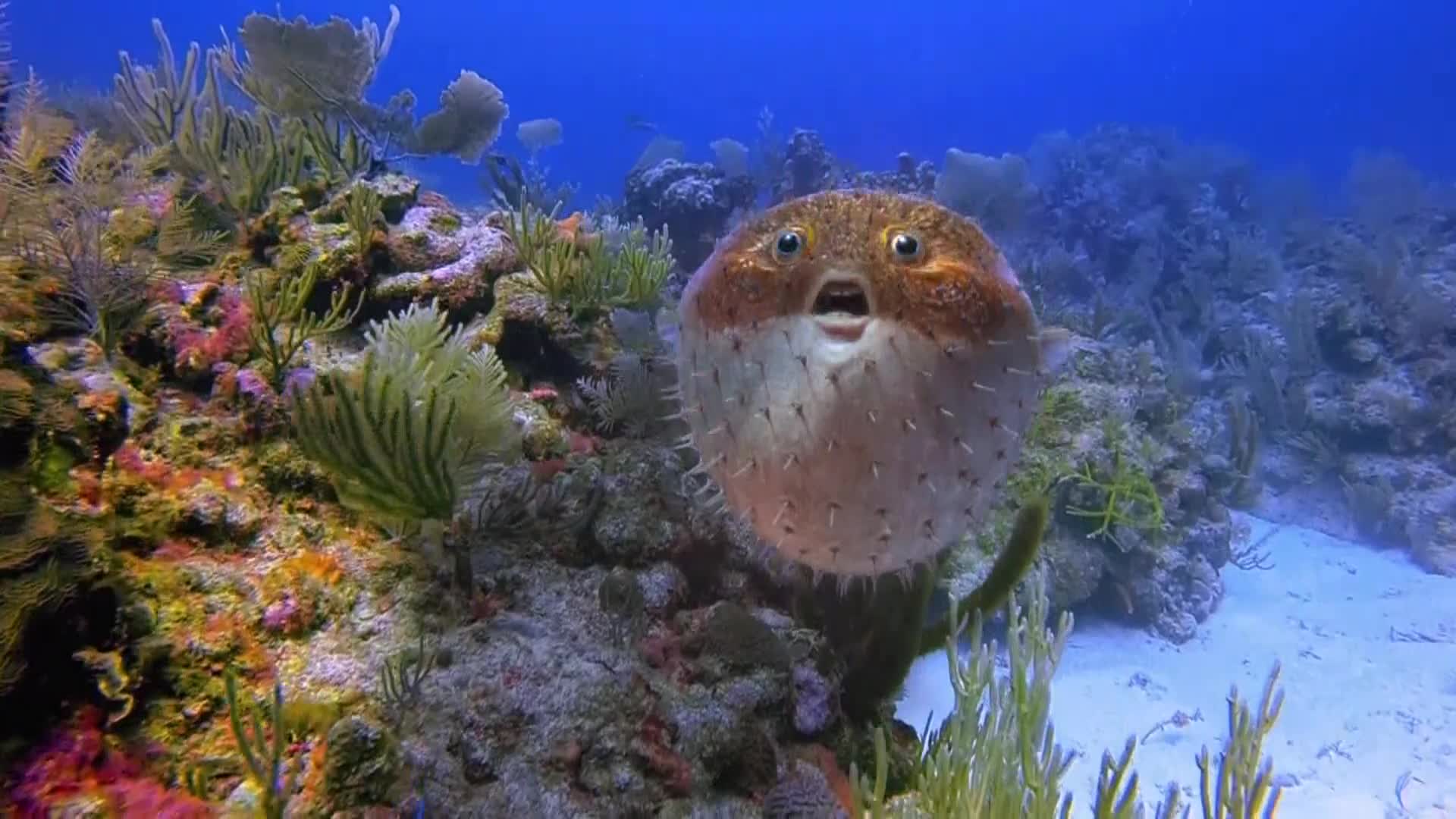 AnimalPlanet