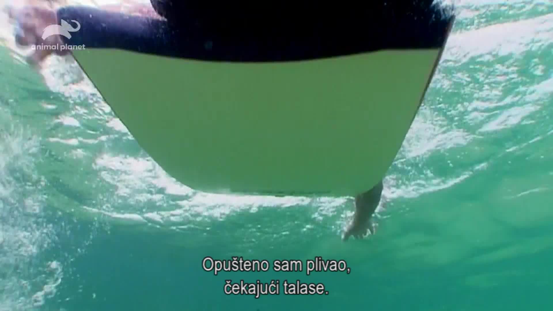 AnimalPlanet