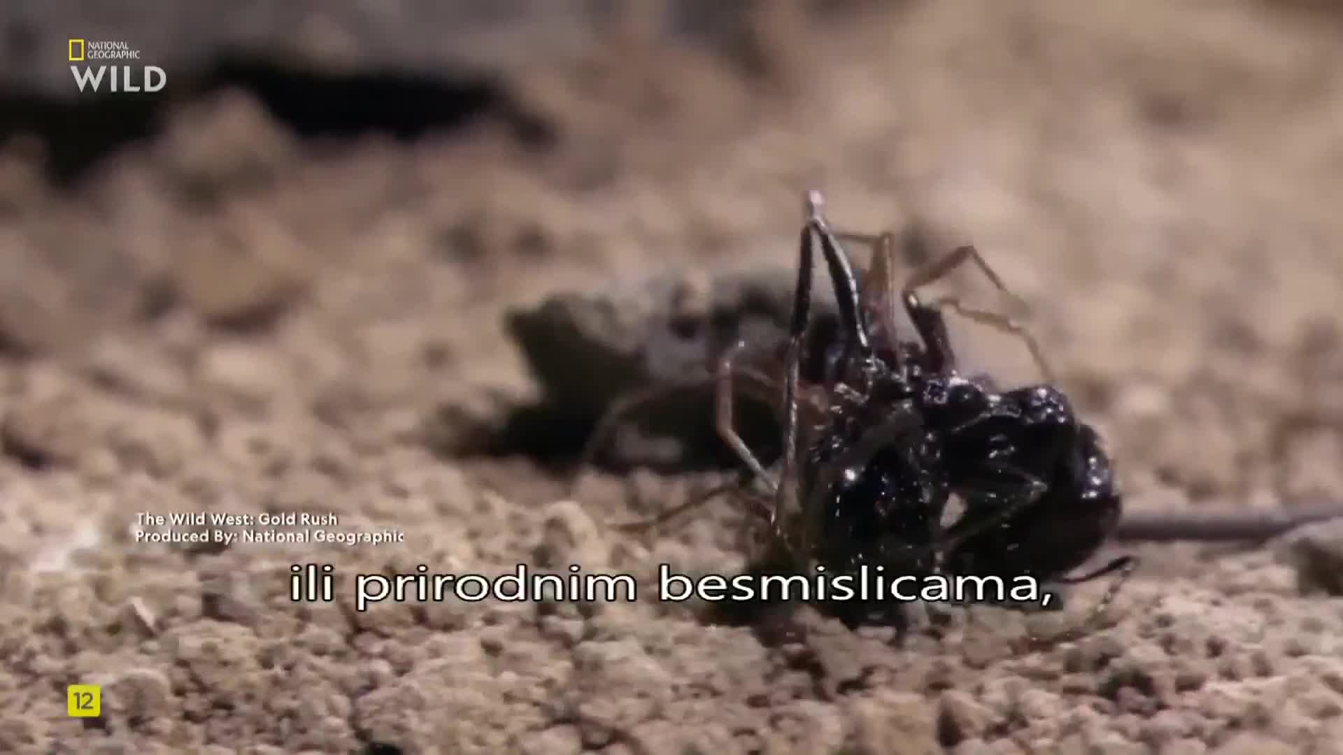 Premium9