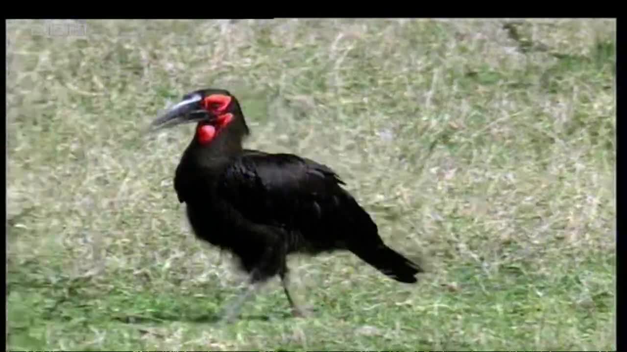 obn
