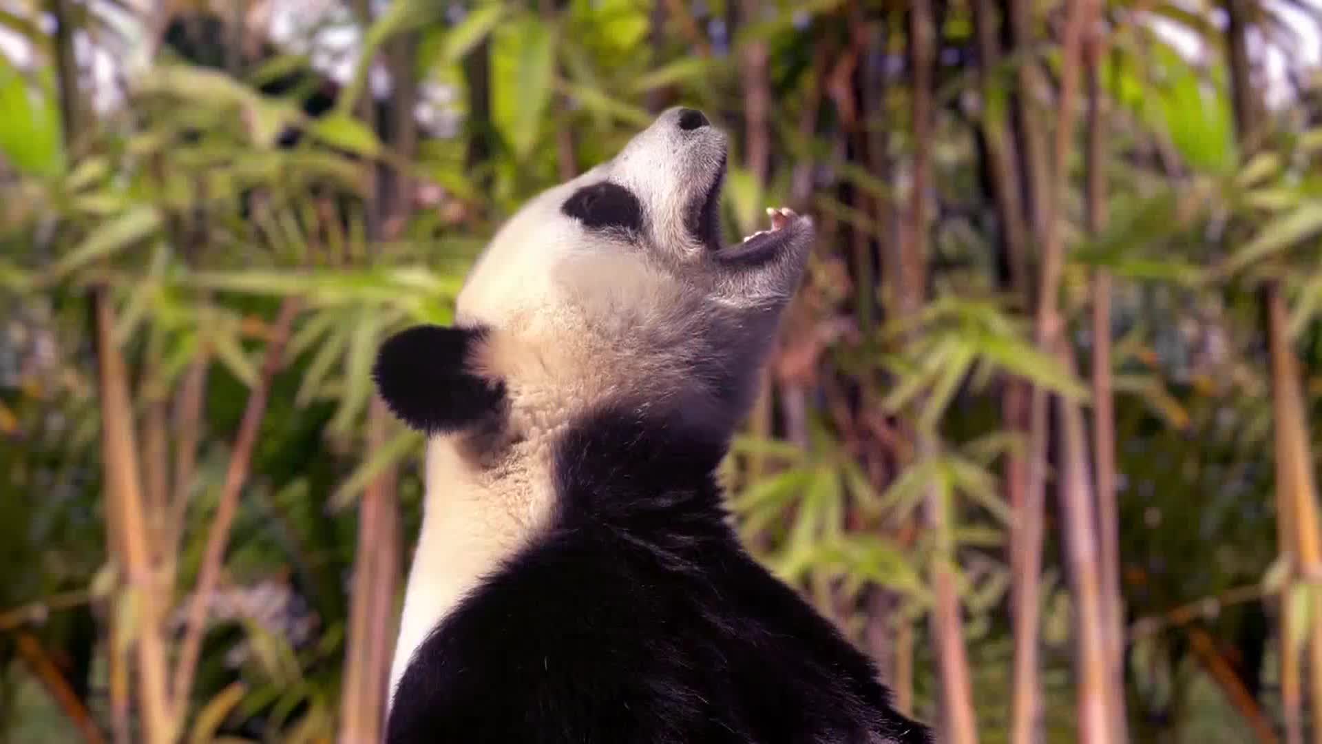 AnimalPlanet
