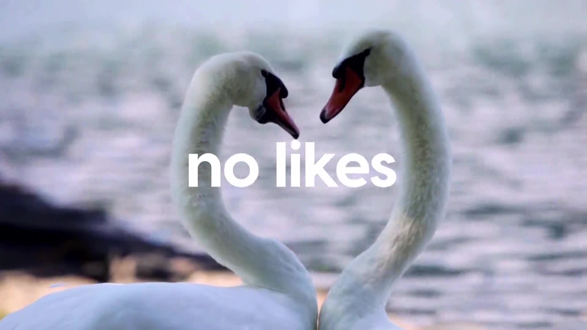 AnimalPlanet