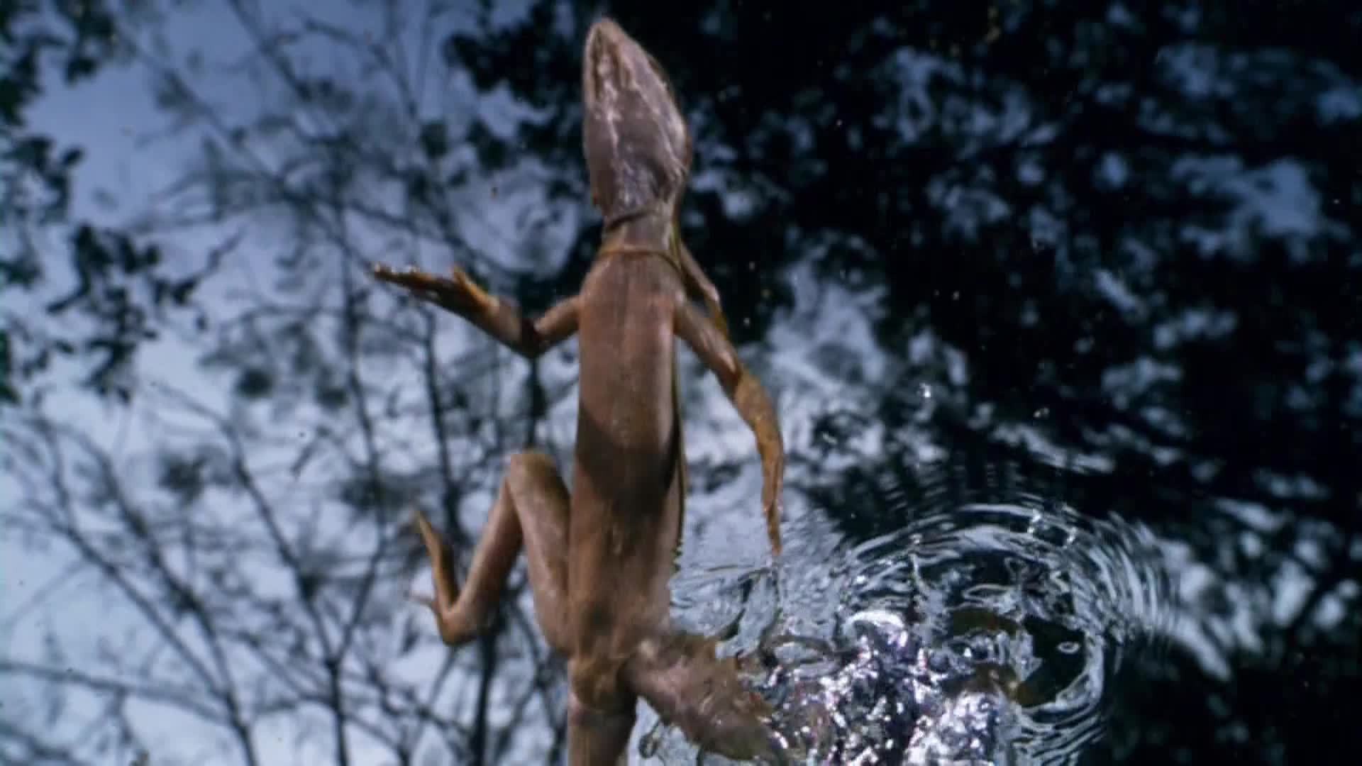 AnimalPlanet