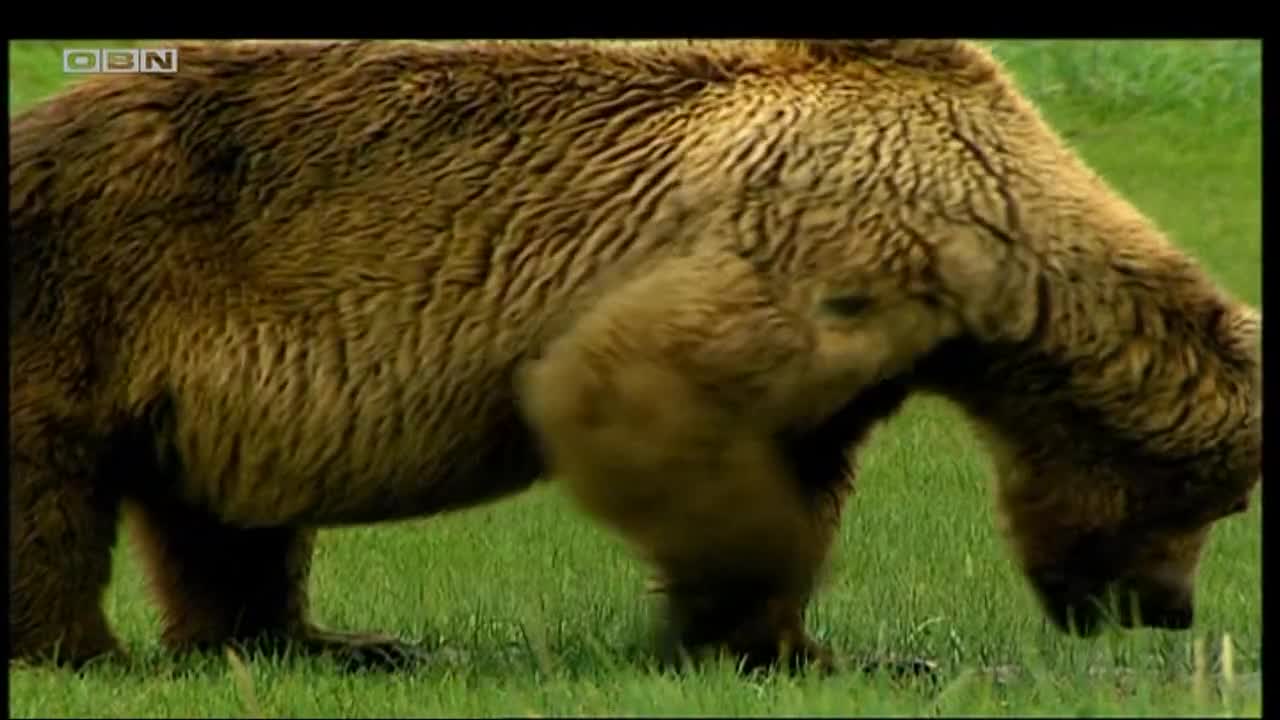obn
