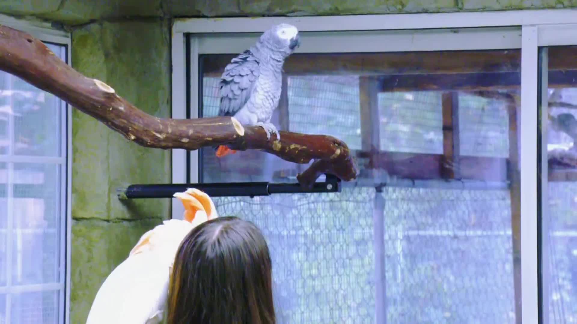 AnimalPlanet