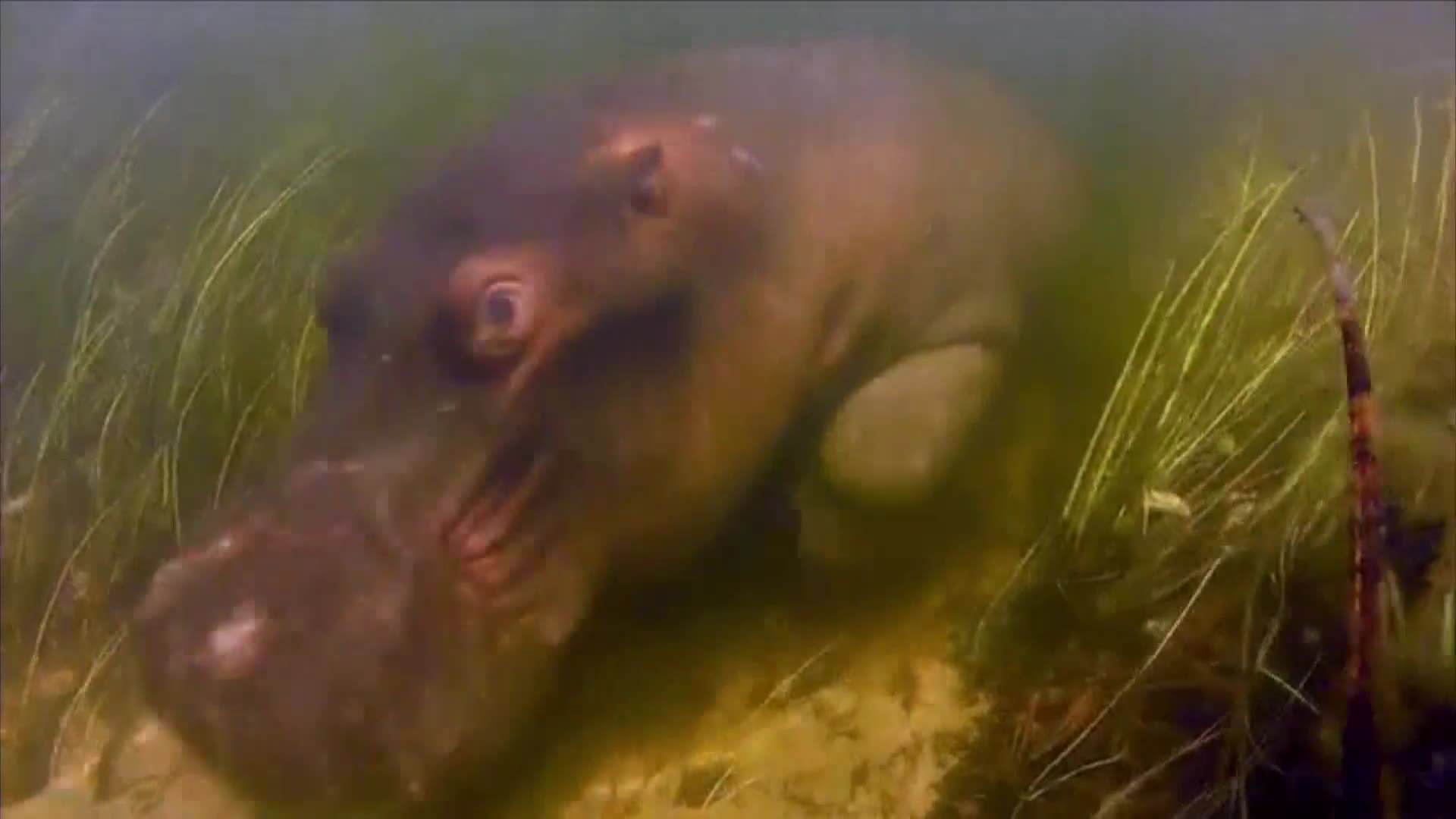 AnimalPlanet