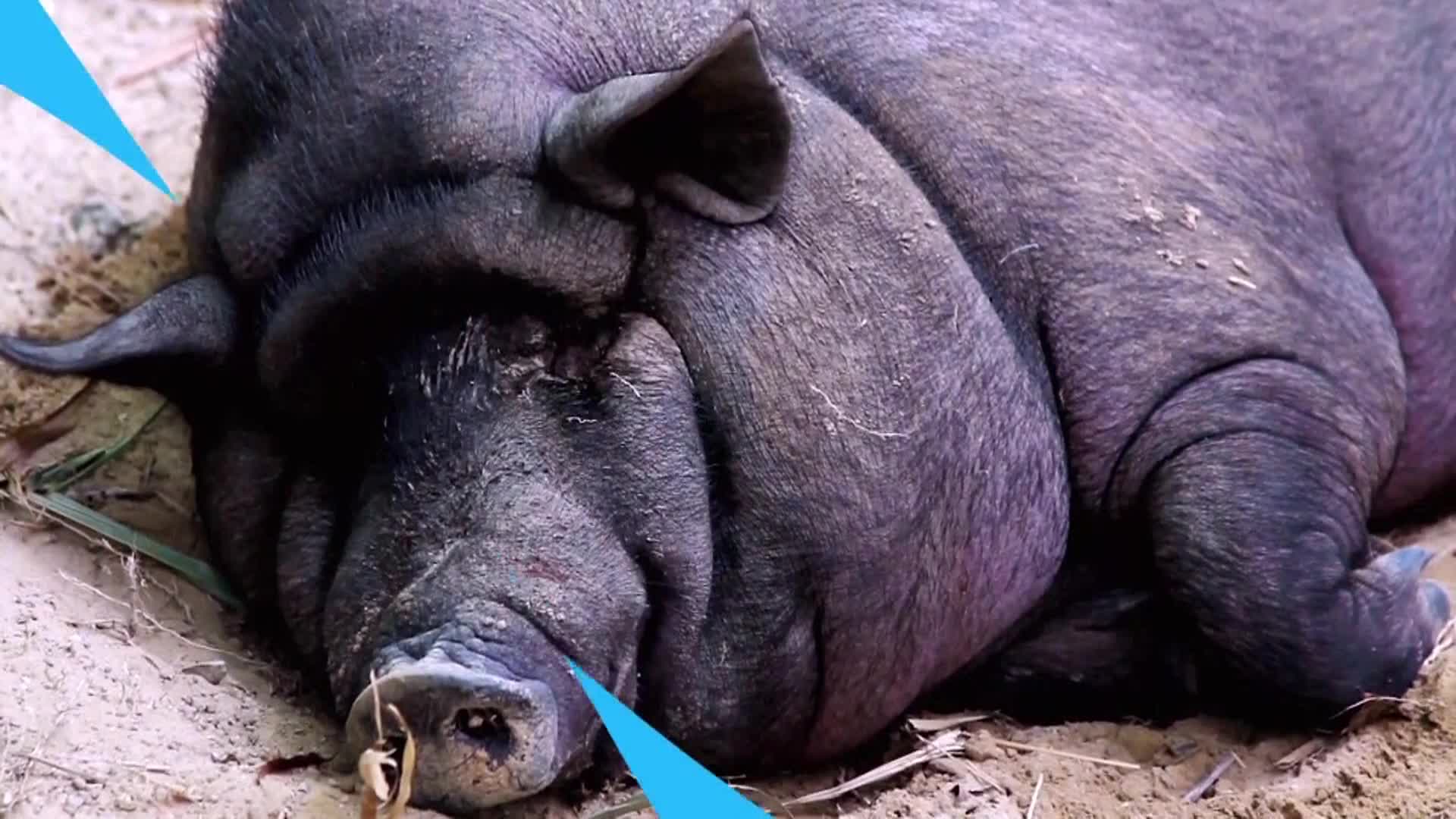 AnimalPlanet