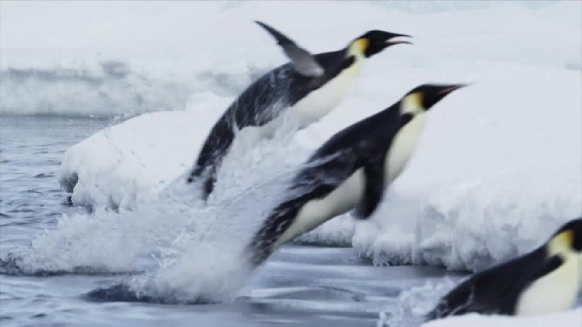 AnimalPlanet