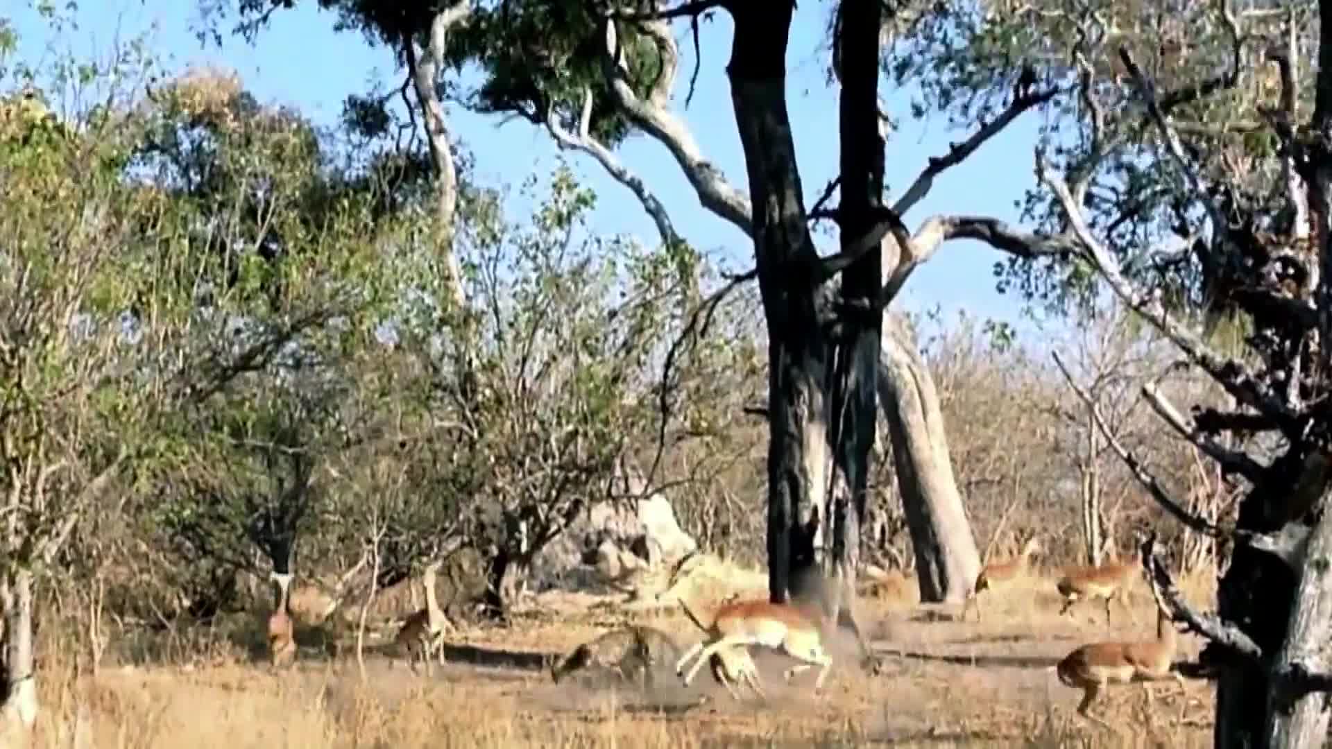 AnimalPlanet