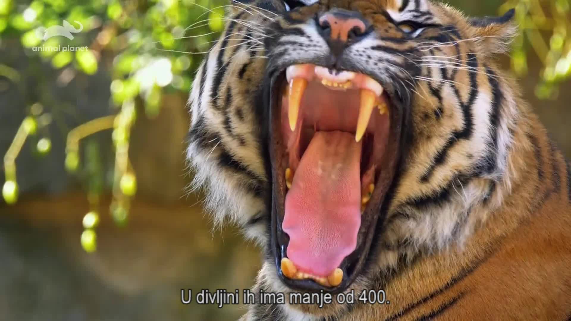 AnimalPlanet