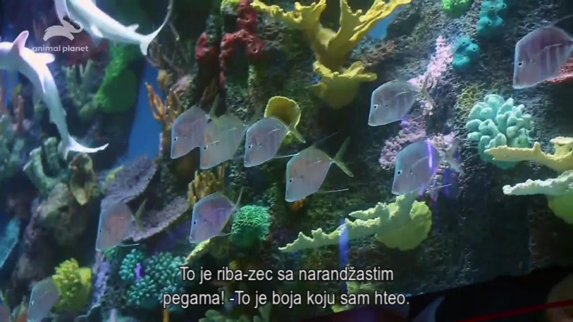 AnimalPlanet