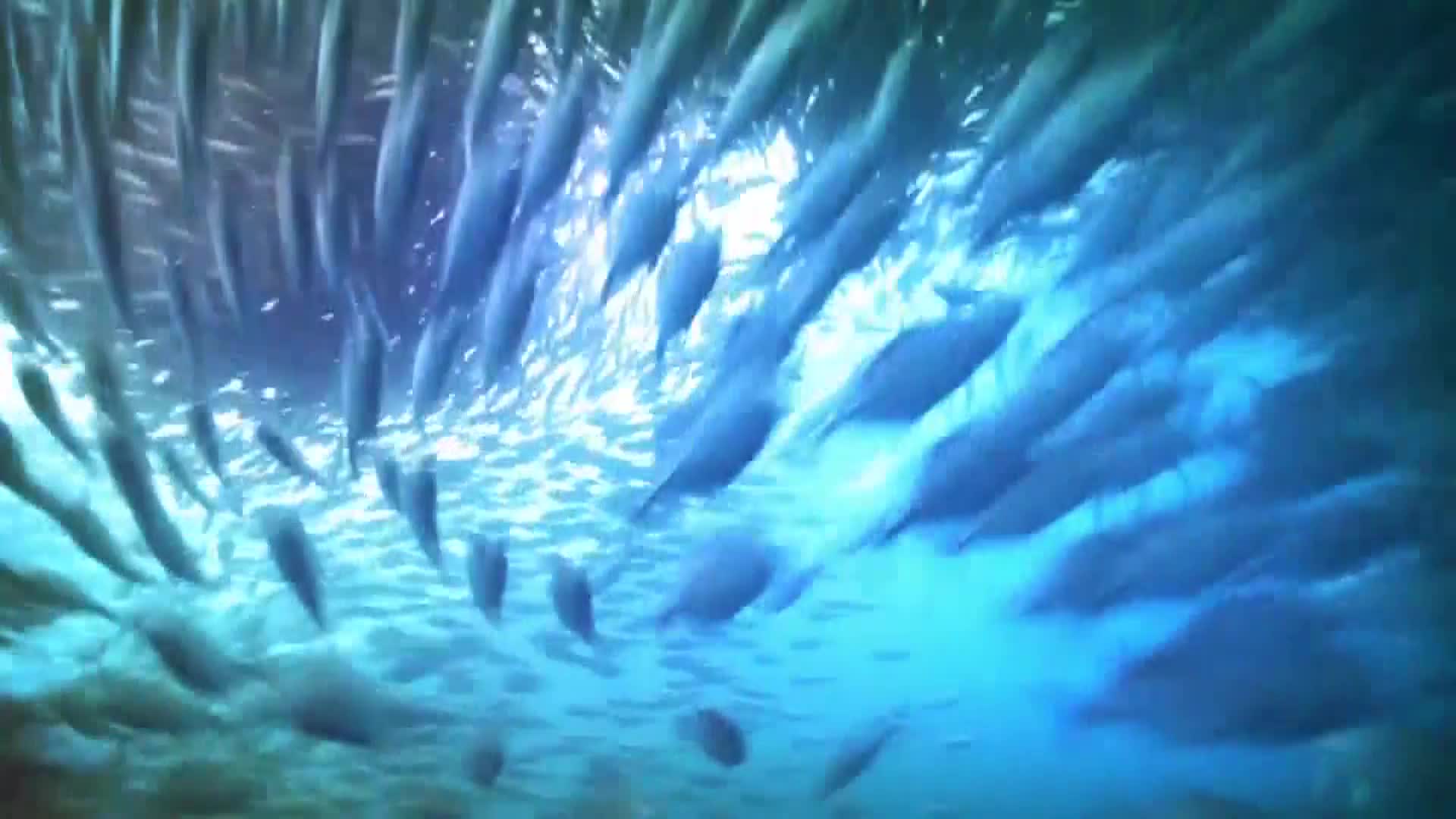AnimalPlanet