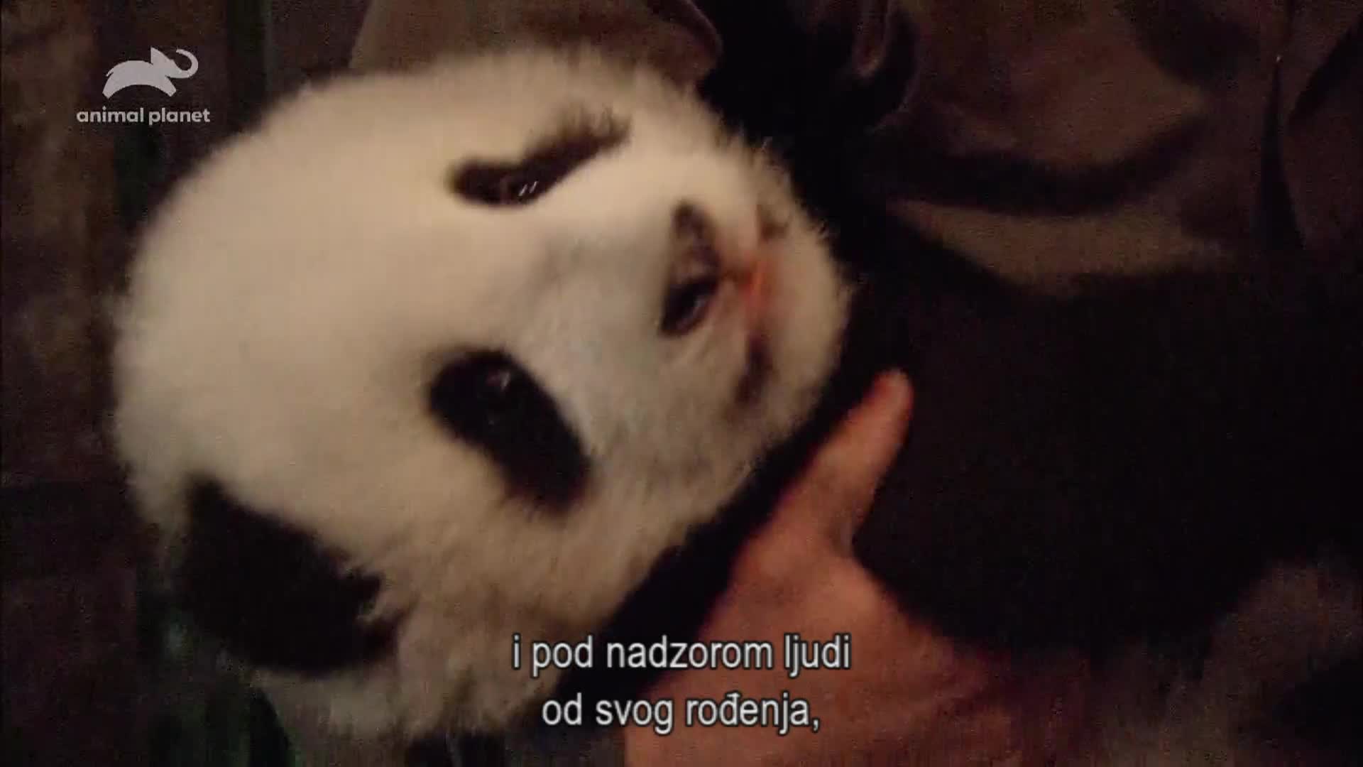 AnimalPlanet