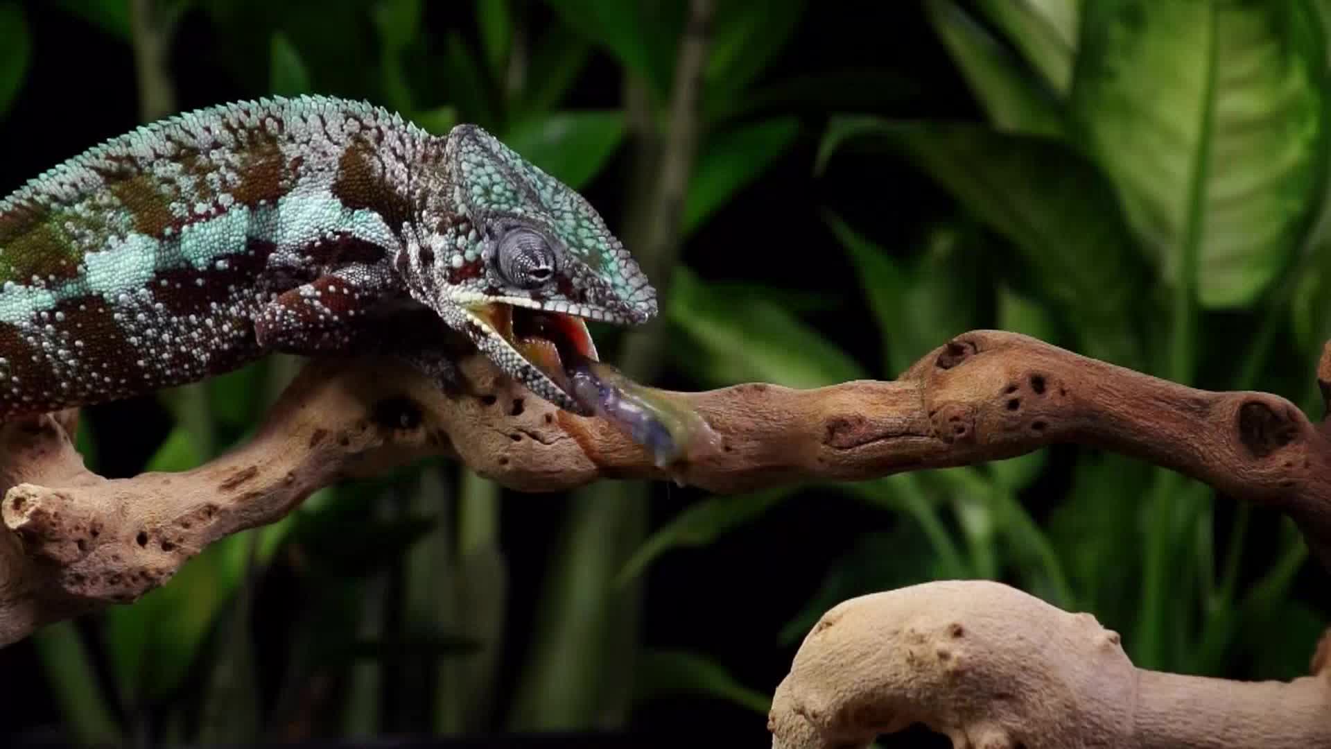 AnimalPlanet