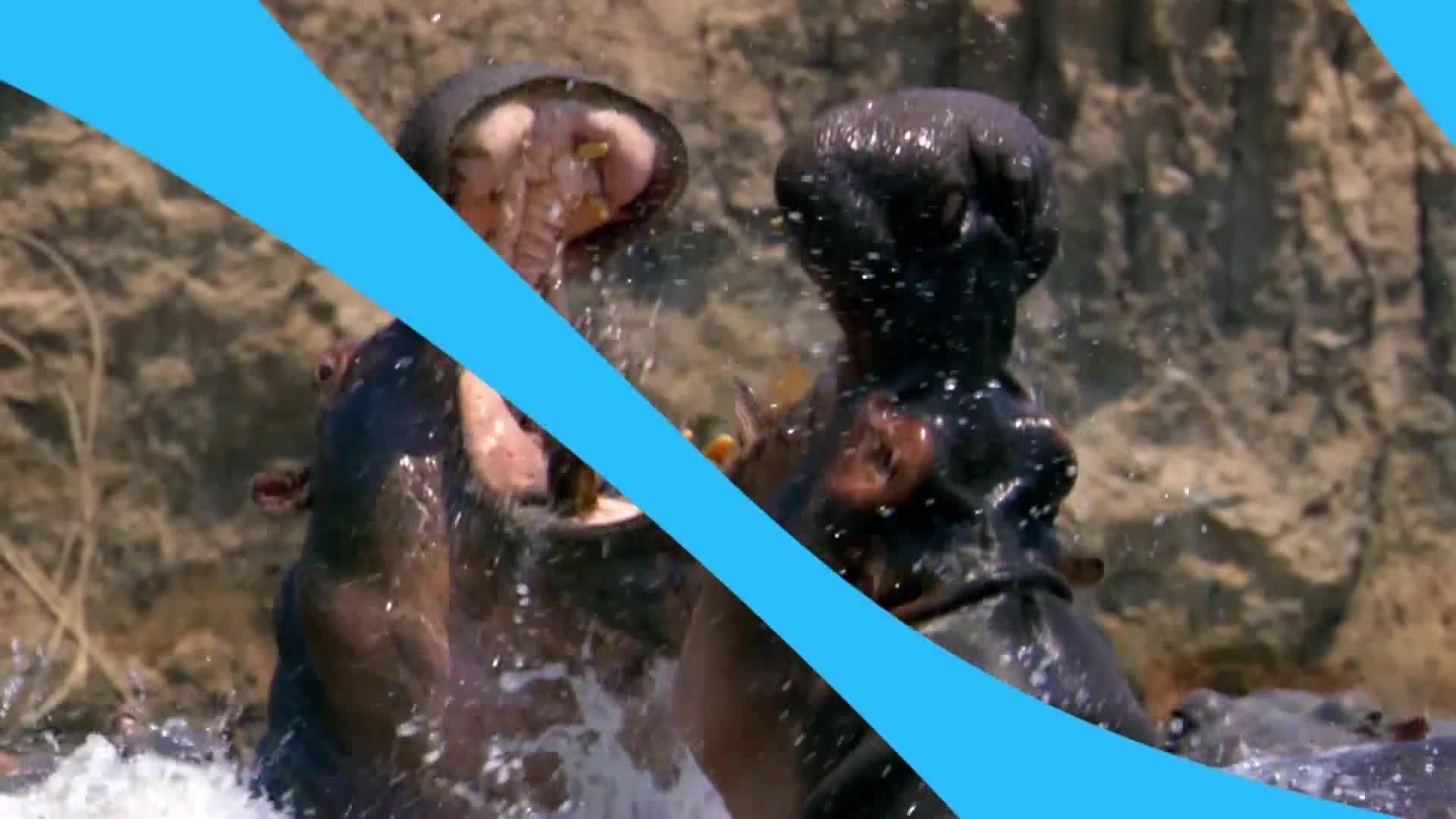 AnimalPlanet
