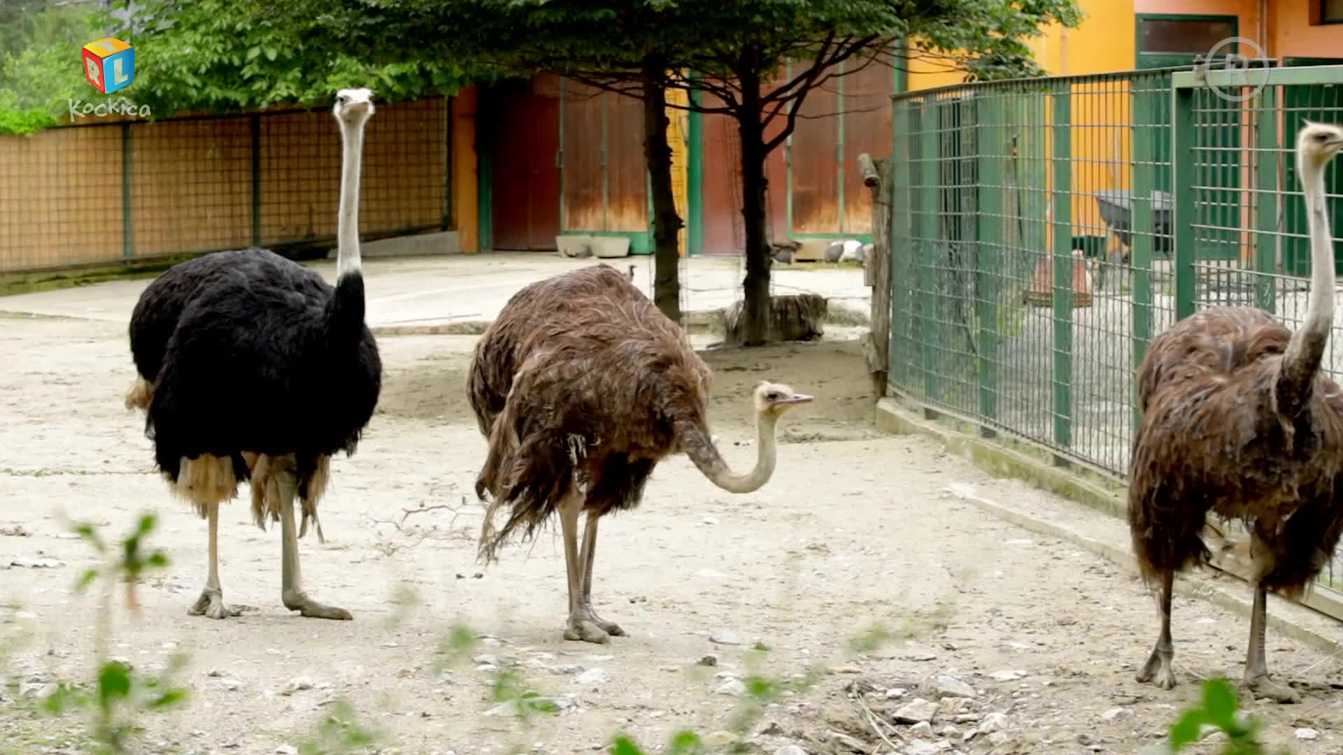 RTLKockica