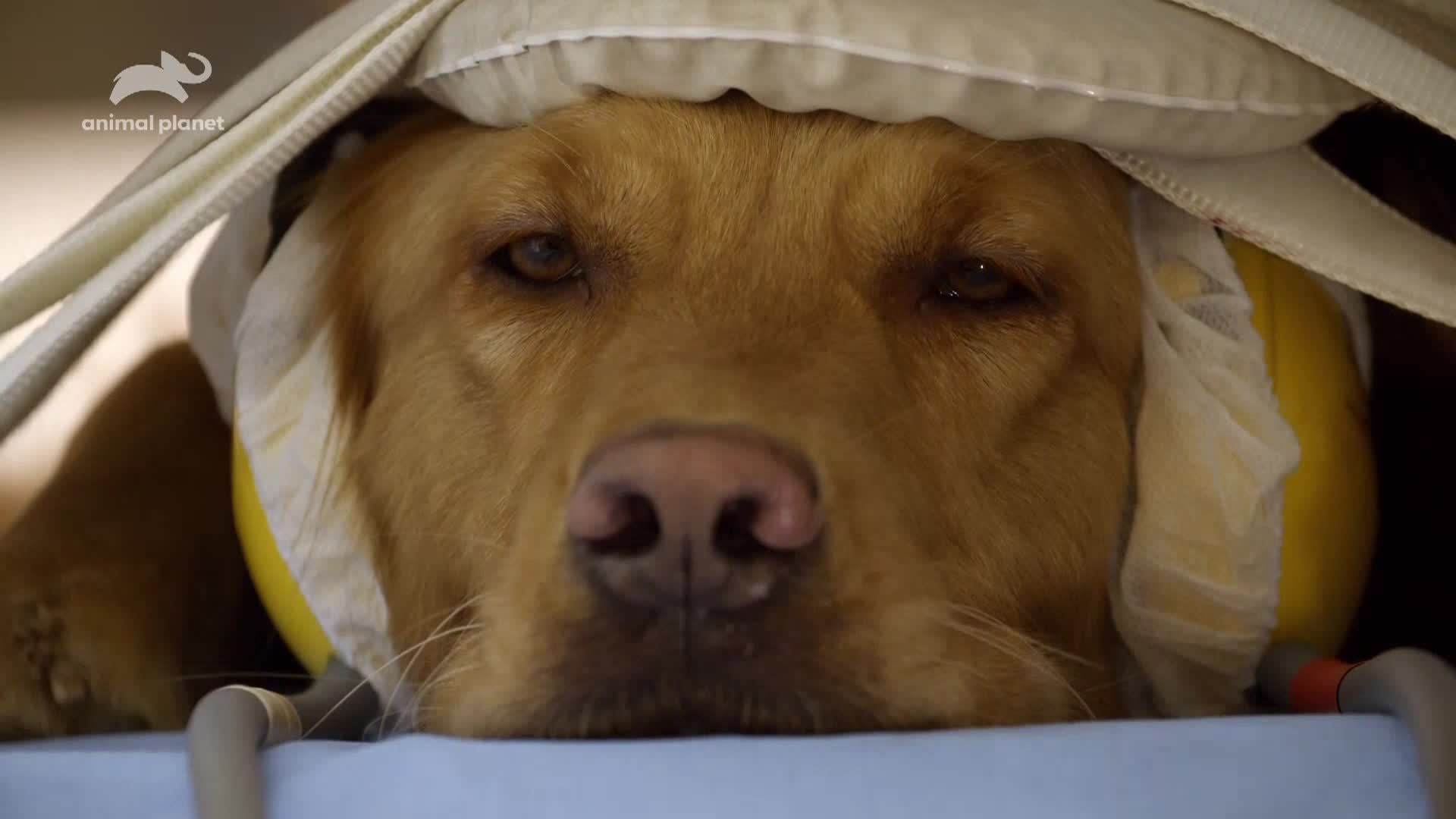 AnimalPlanet