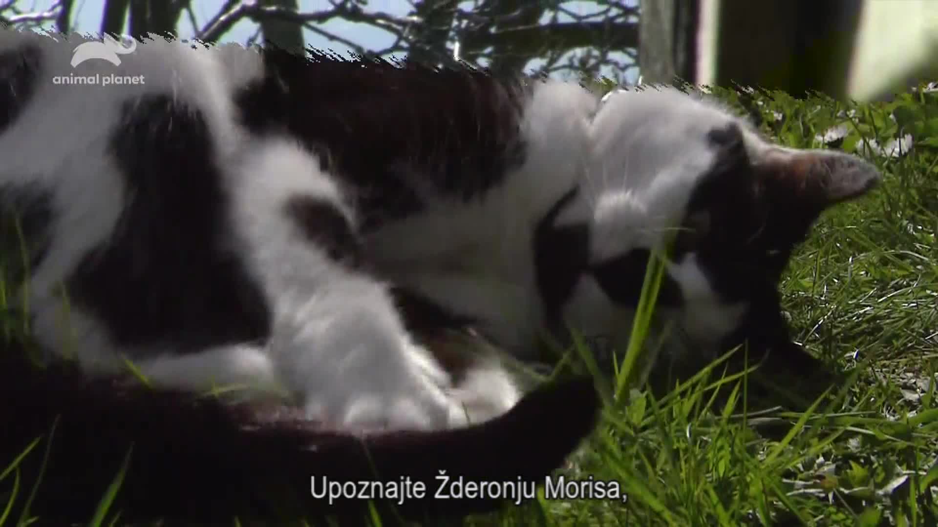 AnimalPlanet