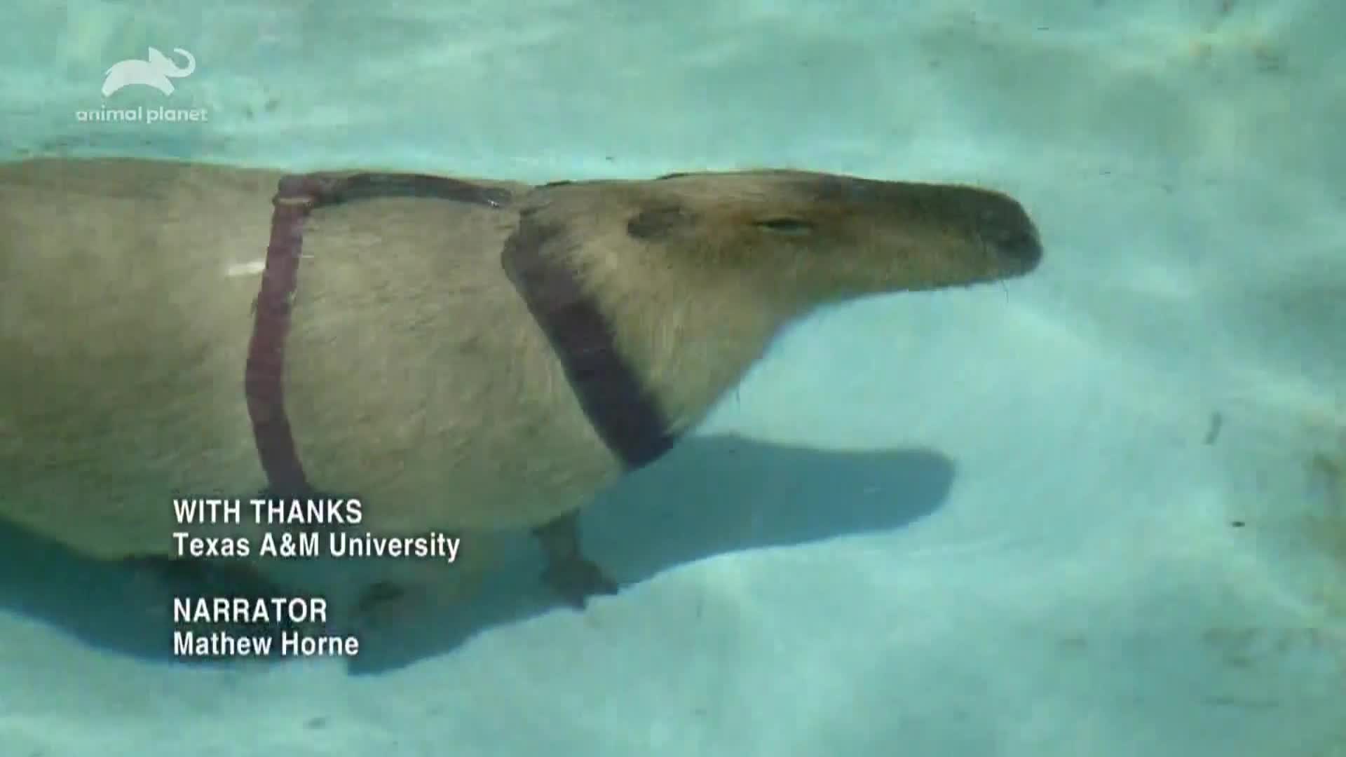 AnimalPlanet