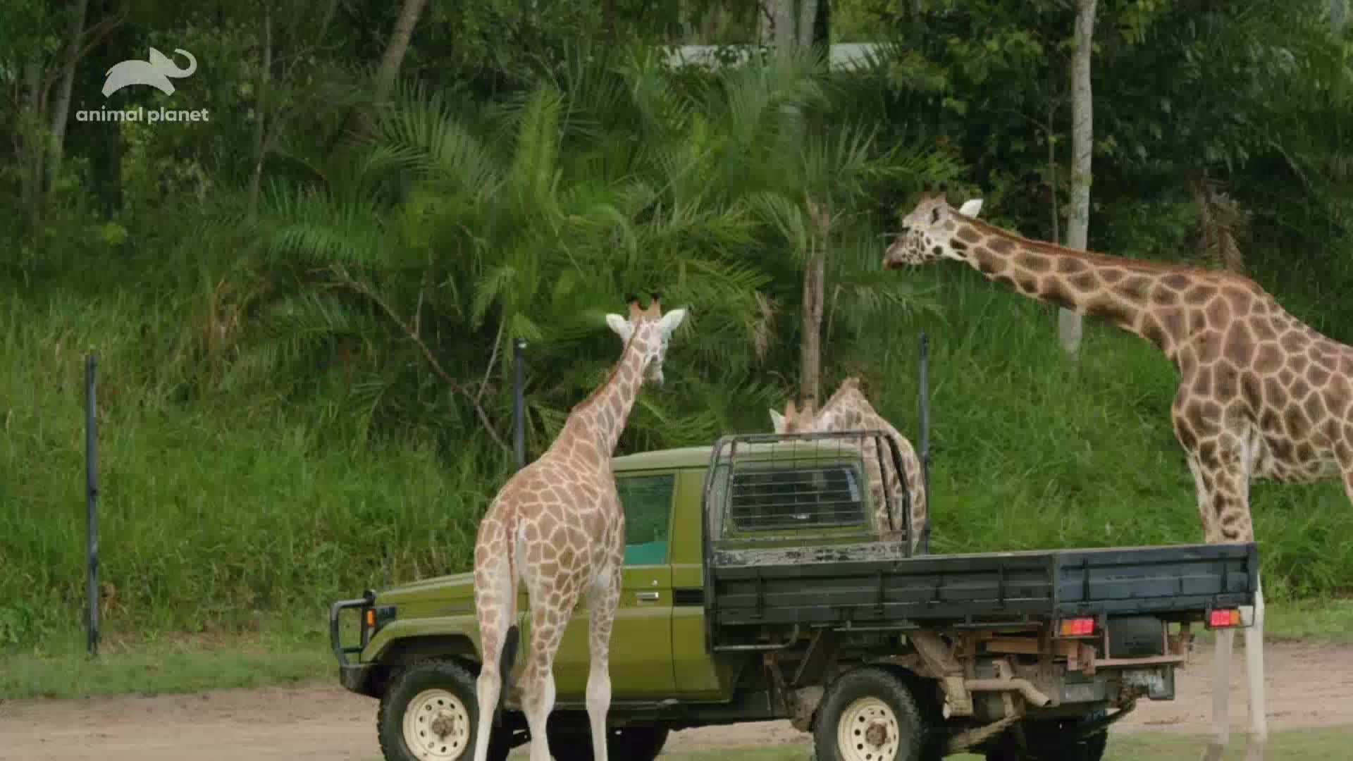 AnimalPlanet