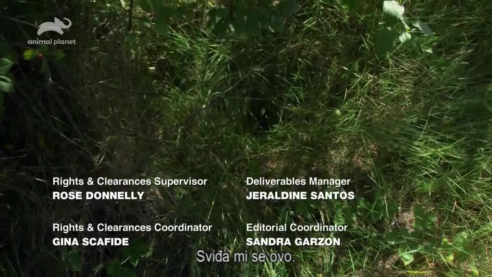 AnimalPlanet