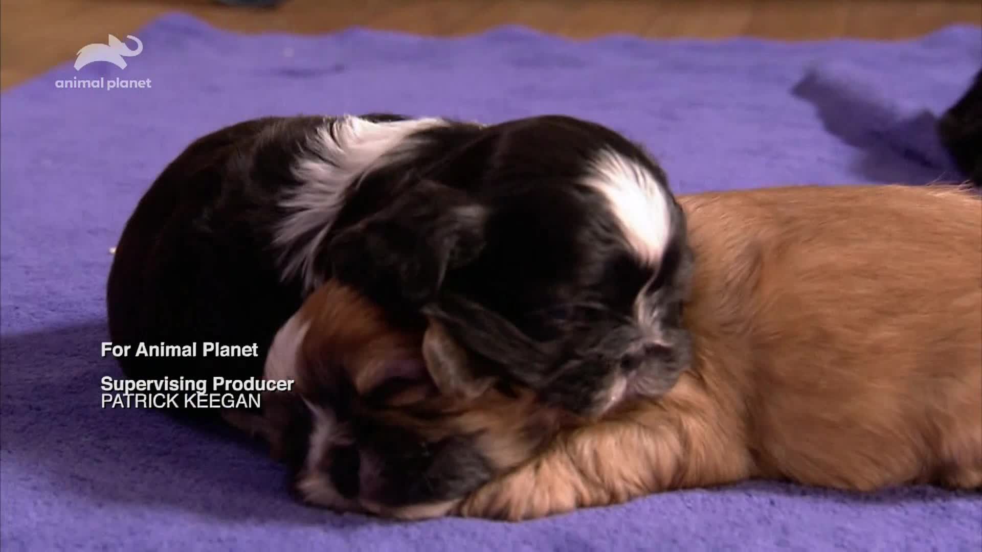 AnimalPlanet