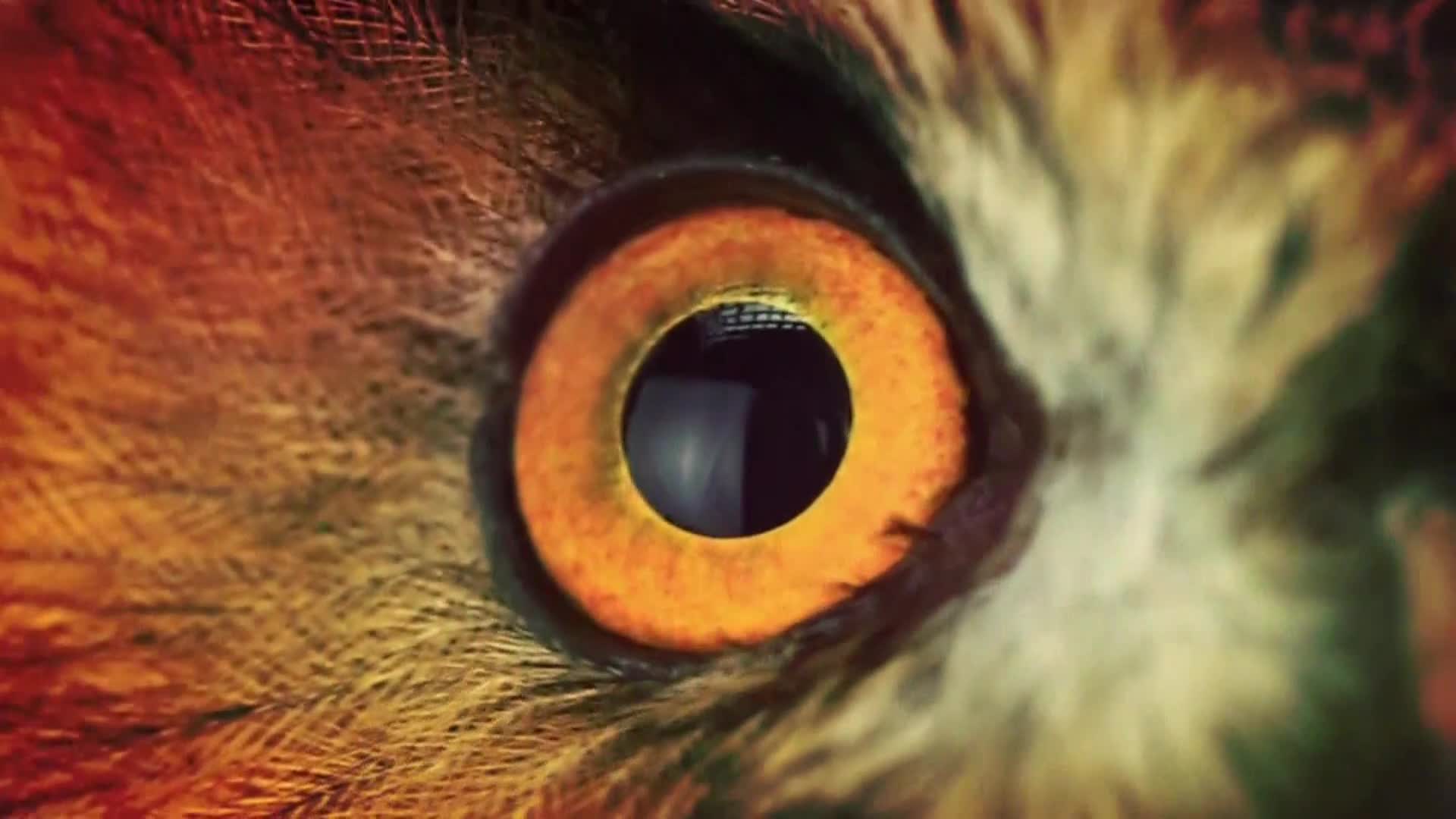 AnimalPlanet