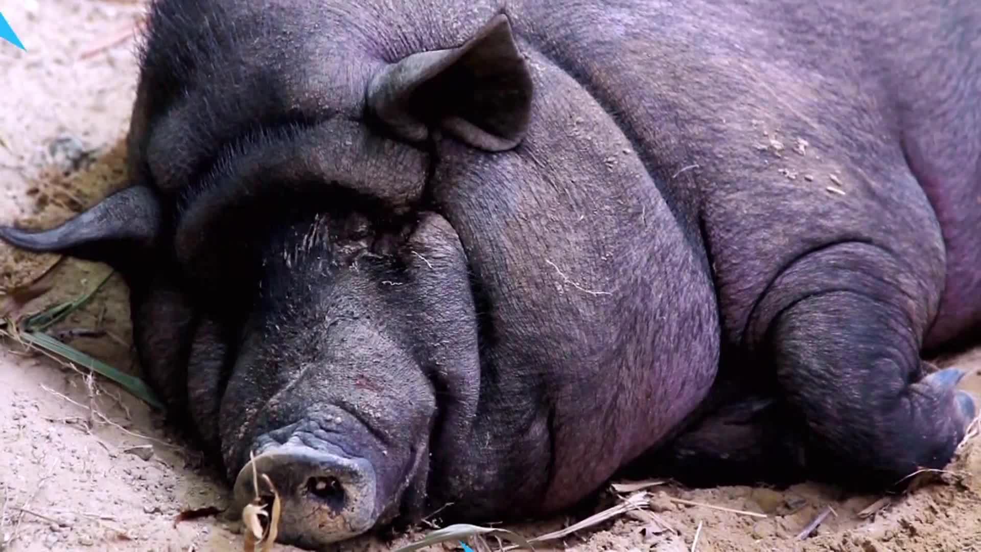 AnimalPlanet