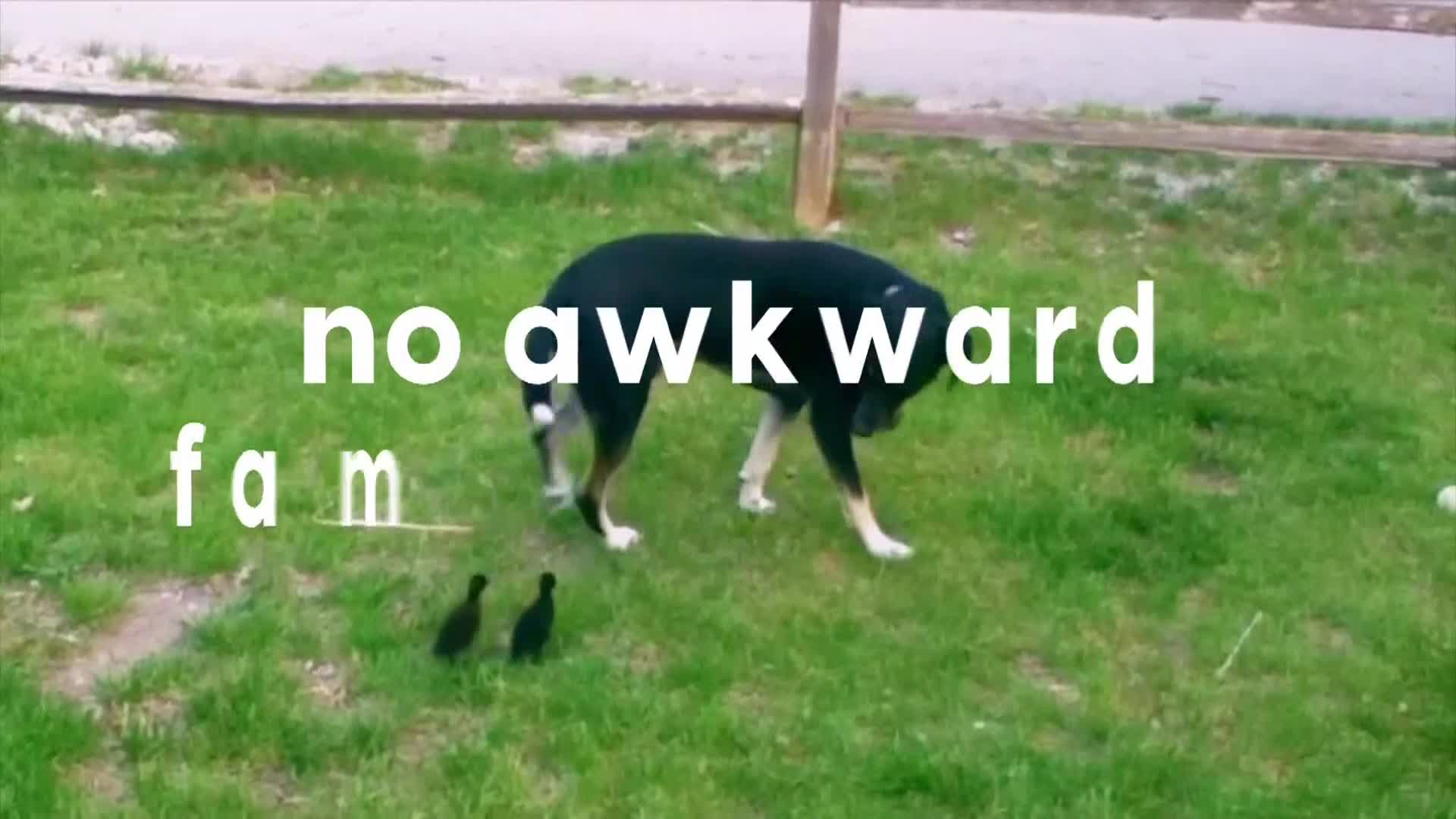 AnimalPlanet