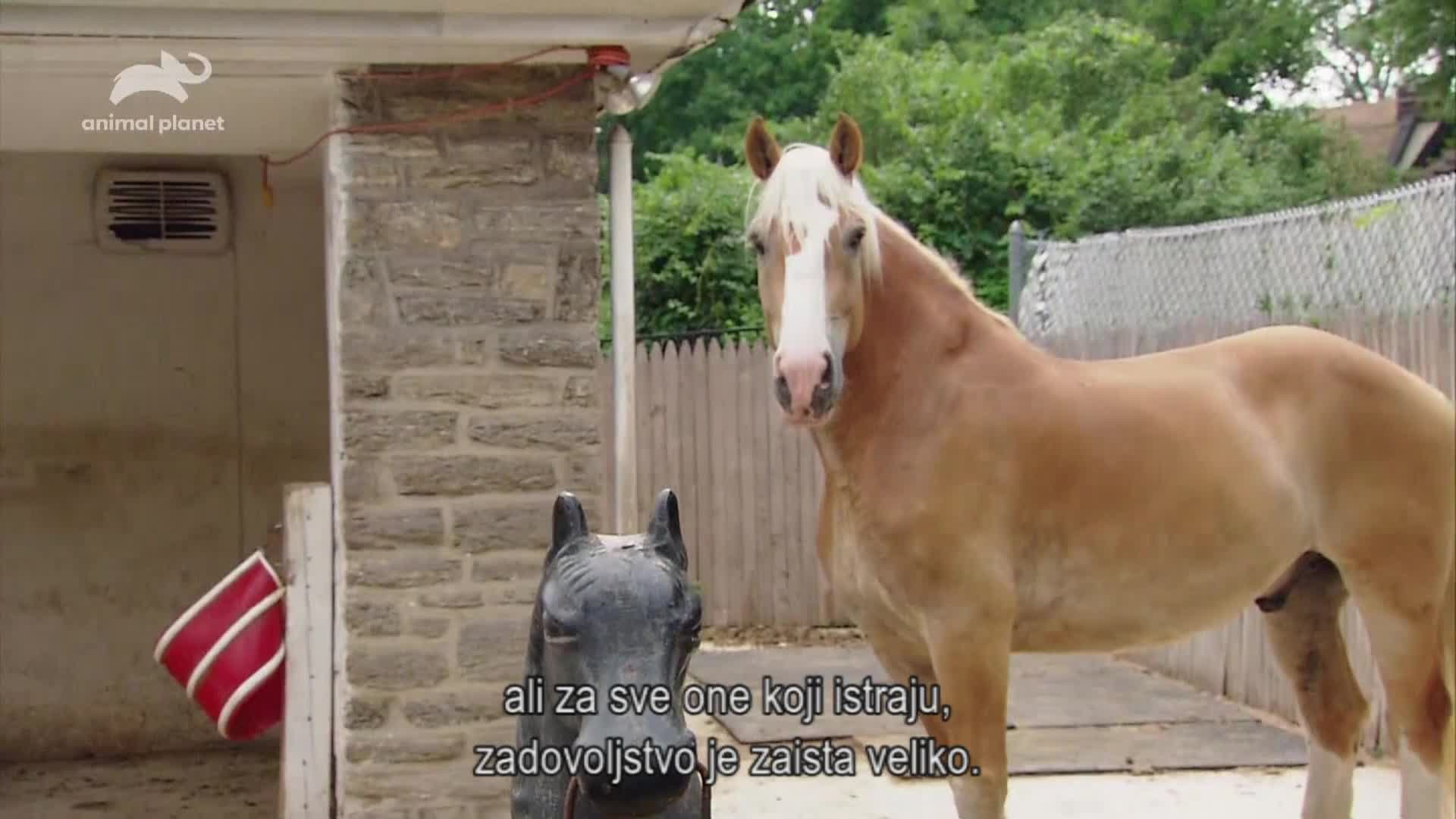 AnimalPlanet