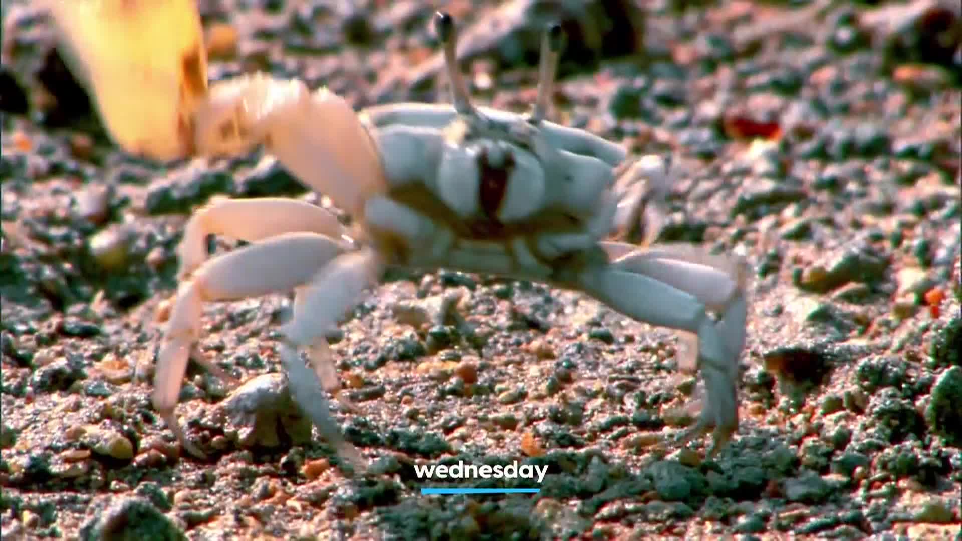 AnimalPlanet