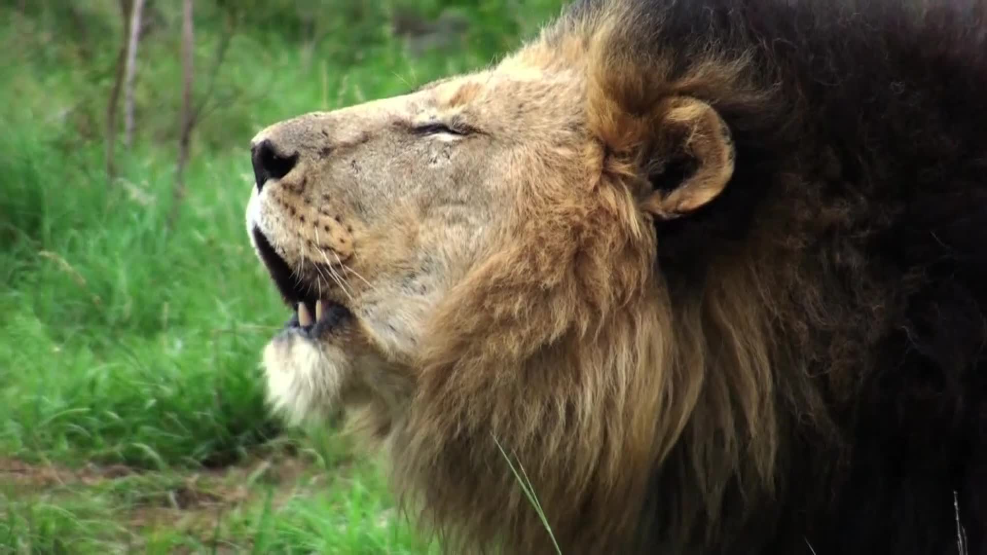 AnimalPlanet