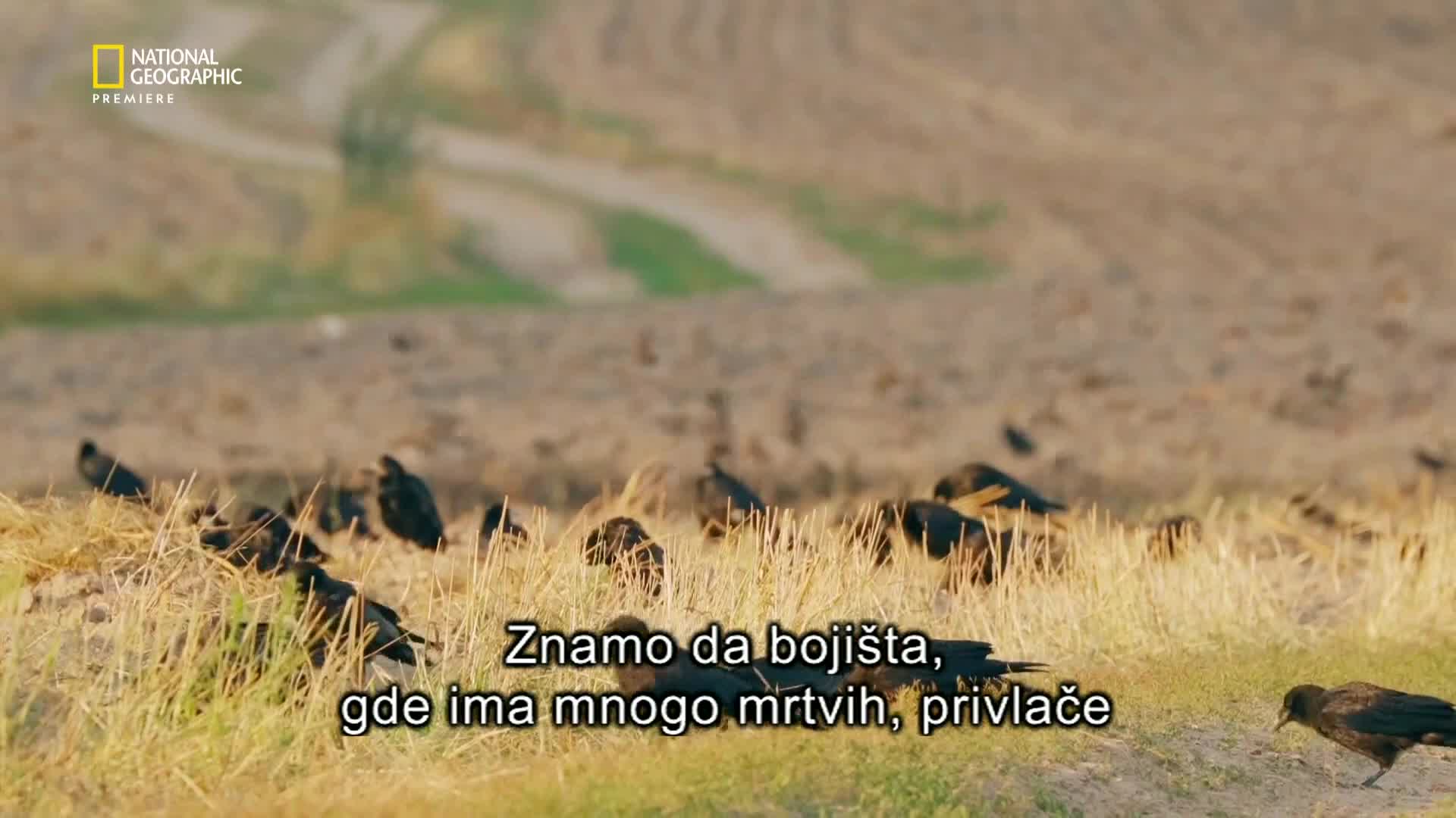 Premium10