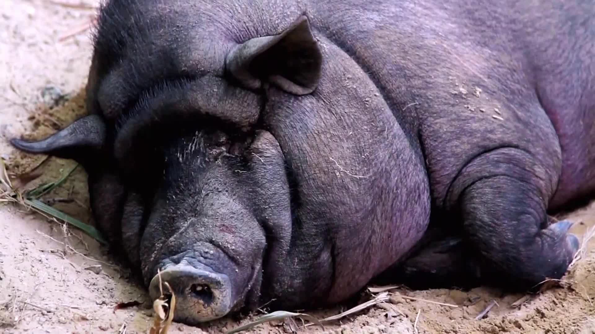 AnimalPlanet