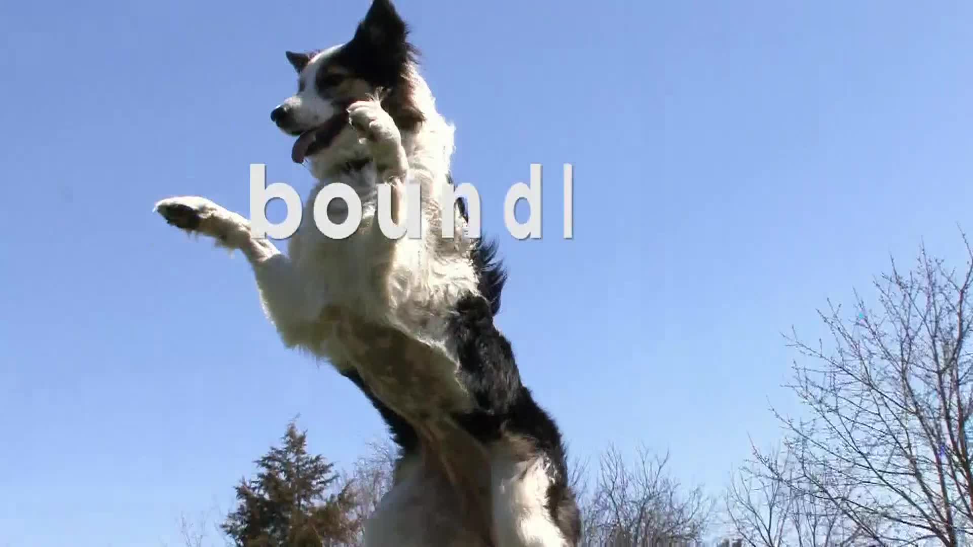 AnimalPlanet