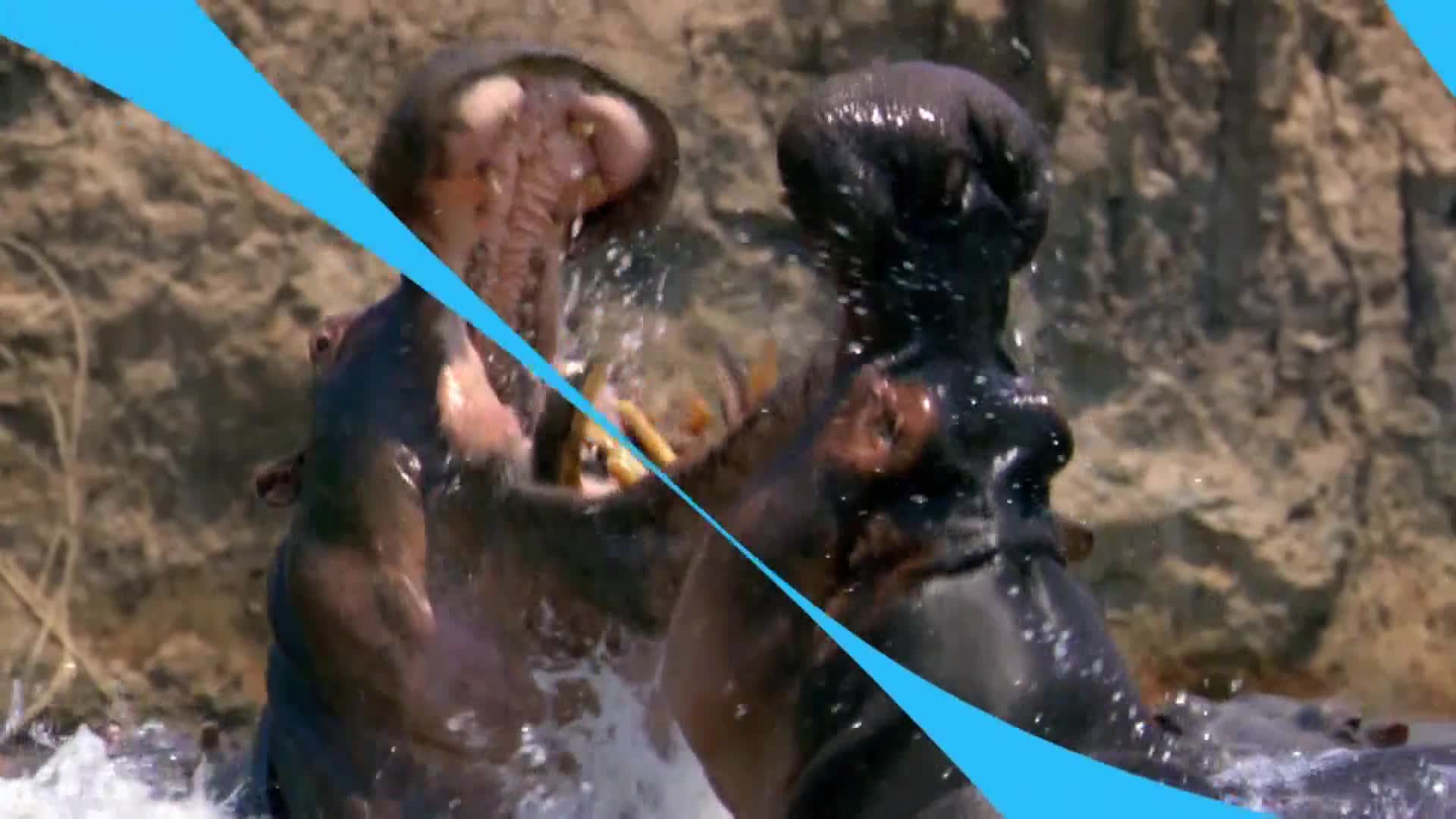 AnimalPlanet