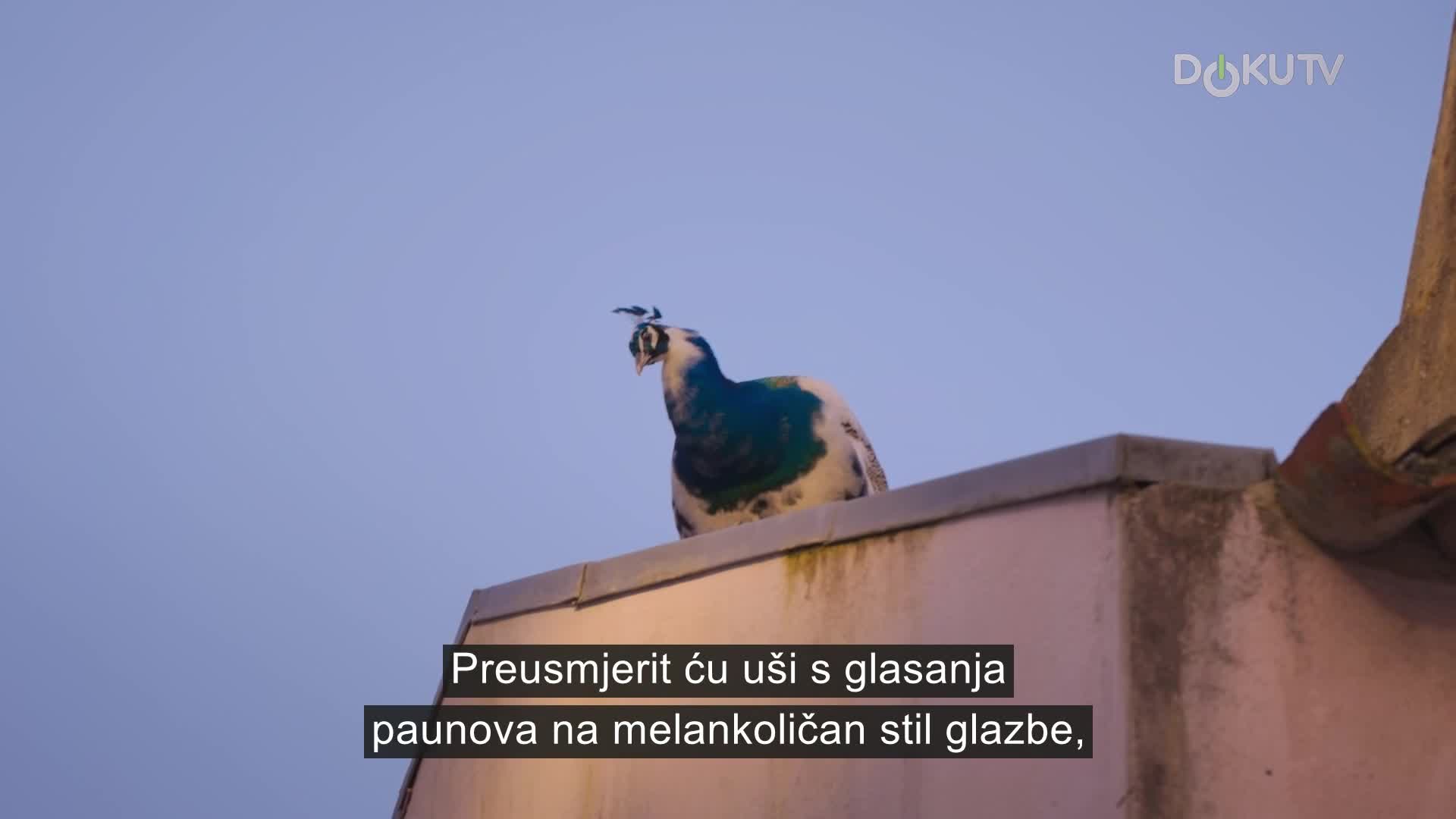 DokuTV