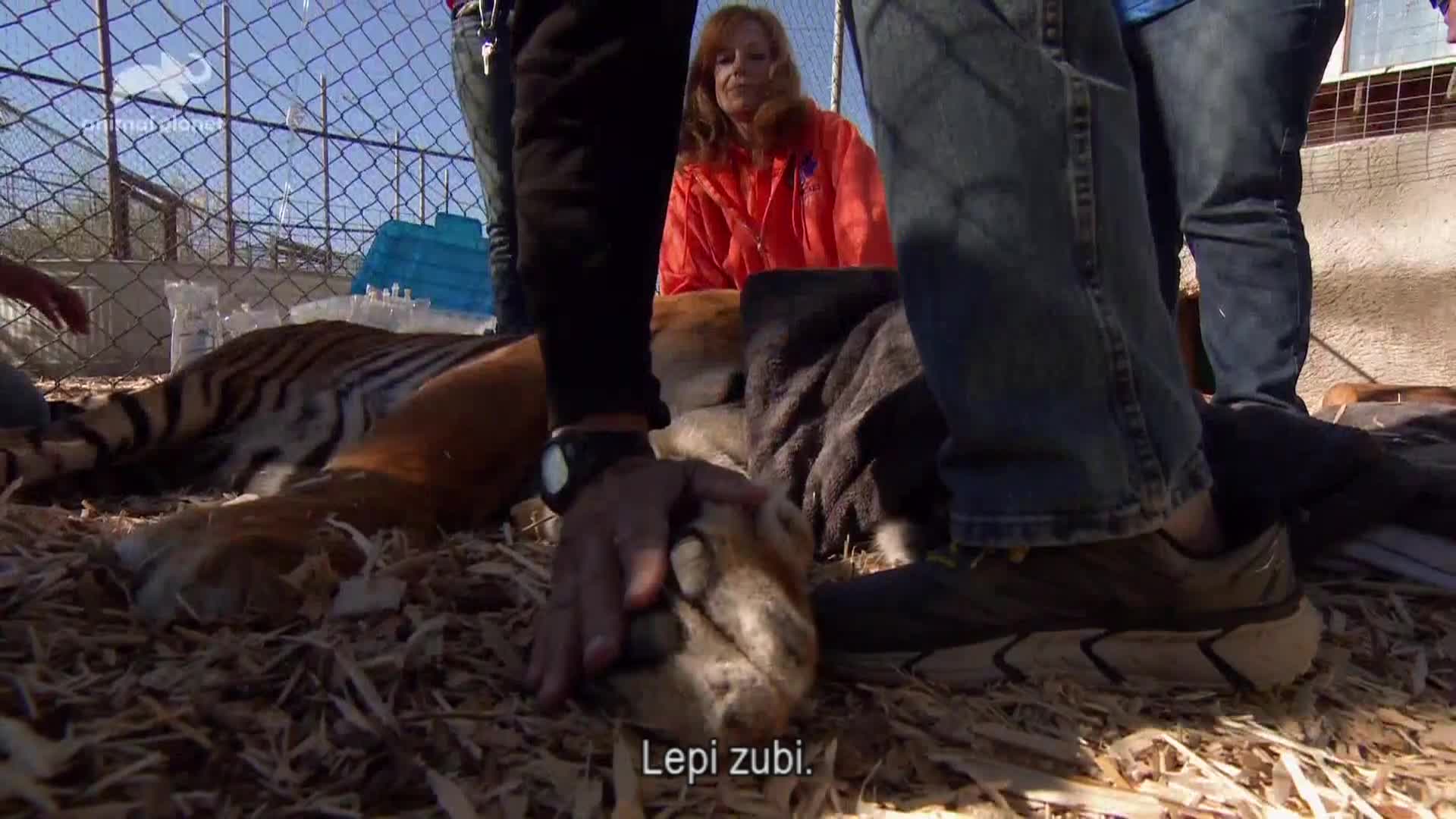 AnimalPlanet