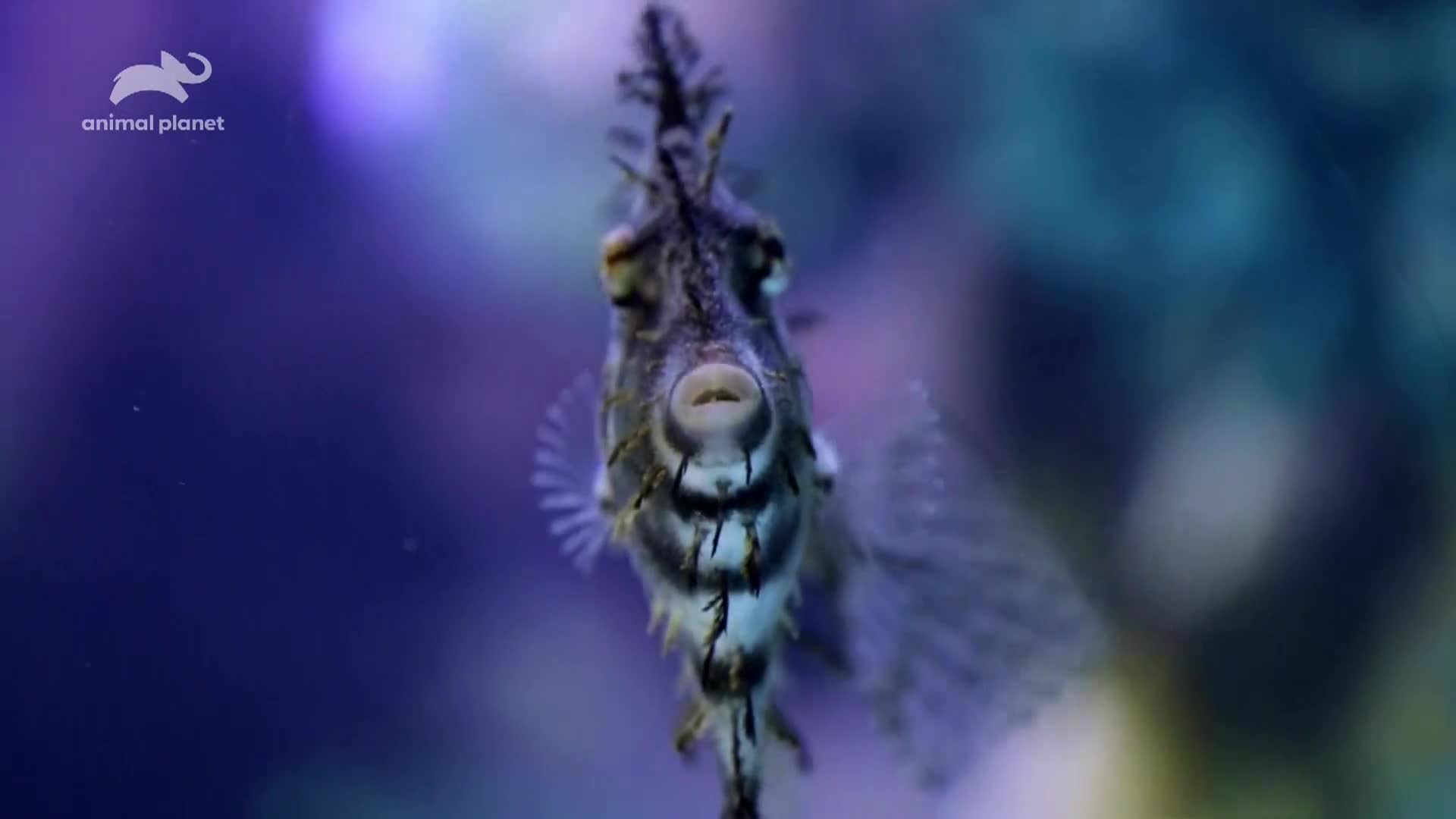 AnimalPlanet