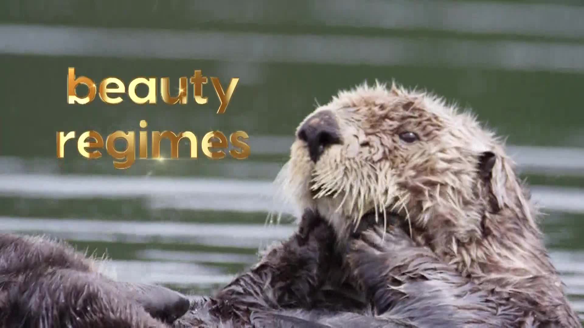 AnimalPlanet