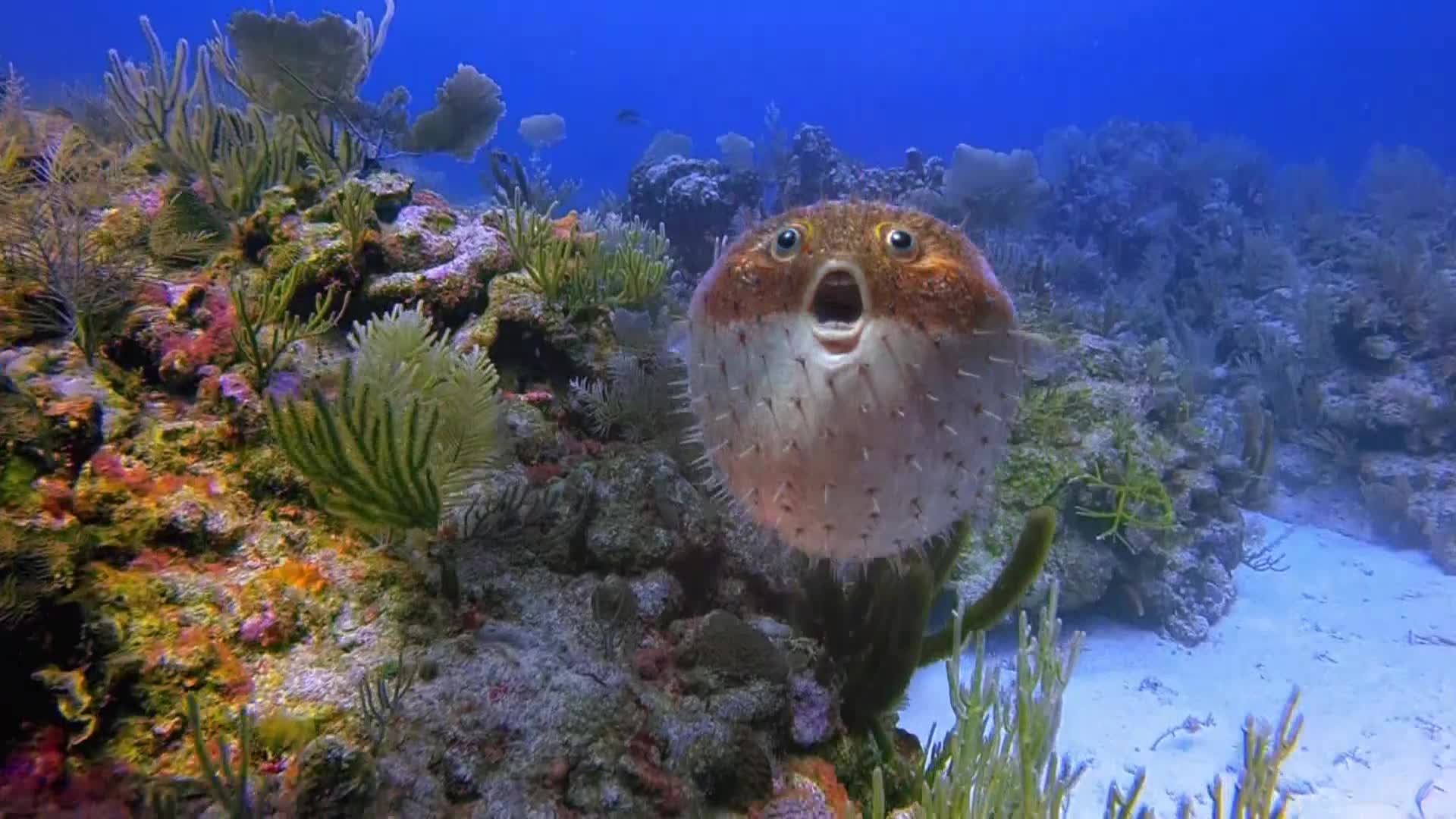 AnimalPlanet