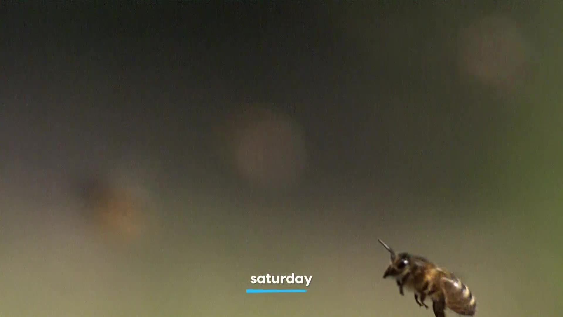AnimalPlanet
