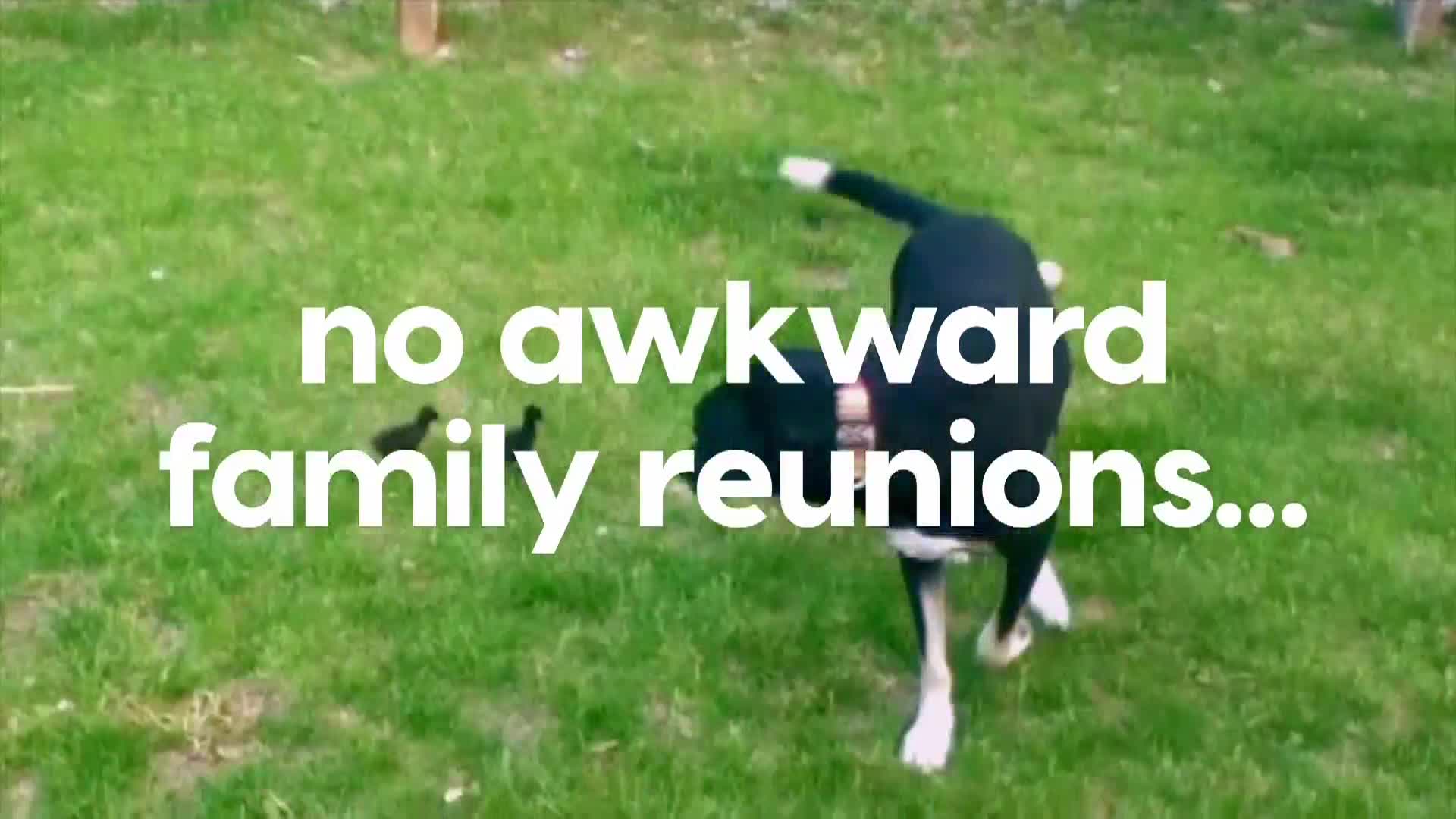 AnimalPlanet
