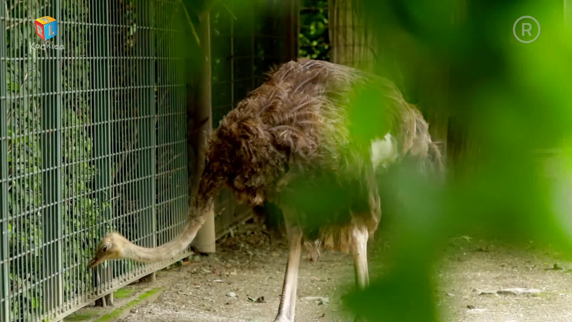 RTLKockica