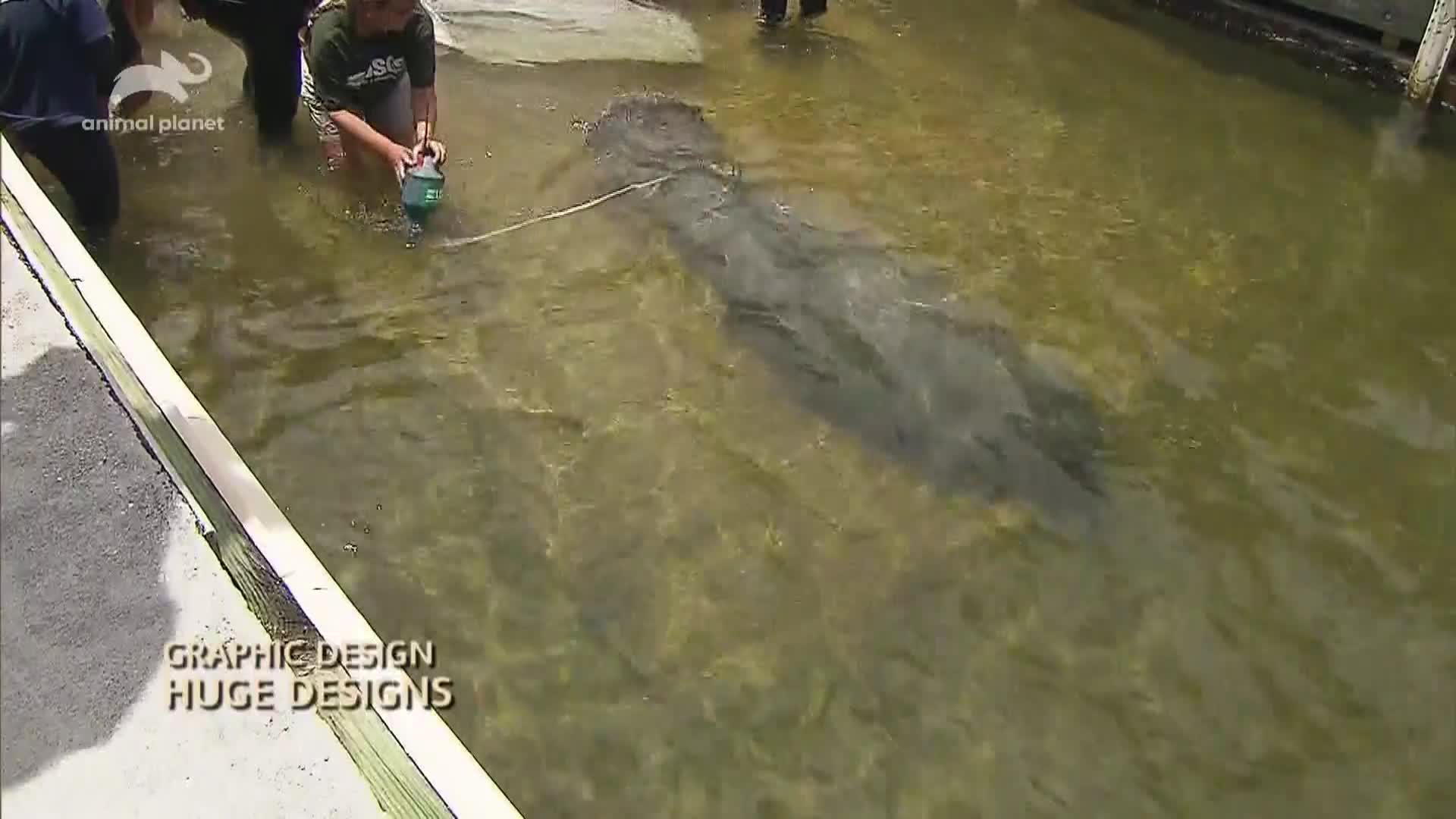 AnimalPlanet