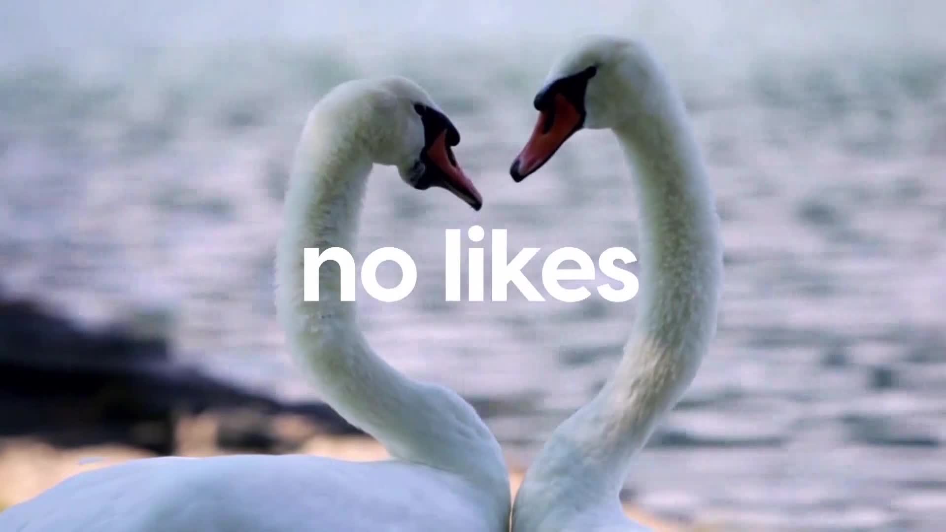 AnimalPlanet