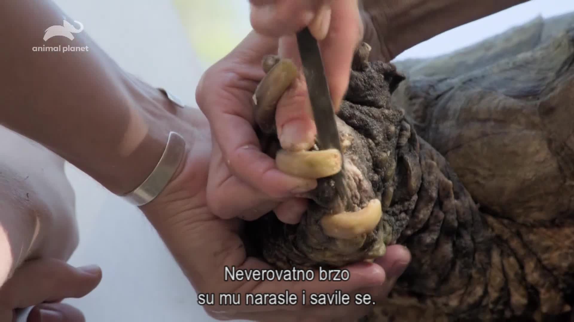 AnimalPlanet