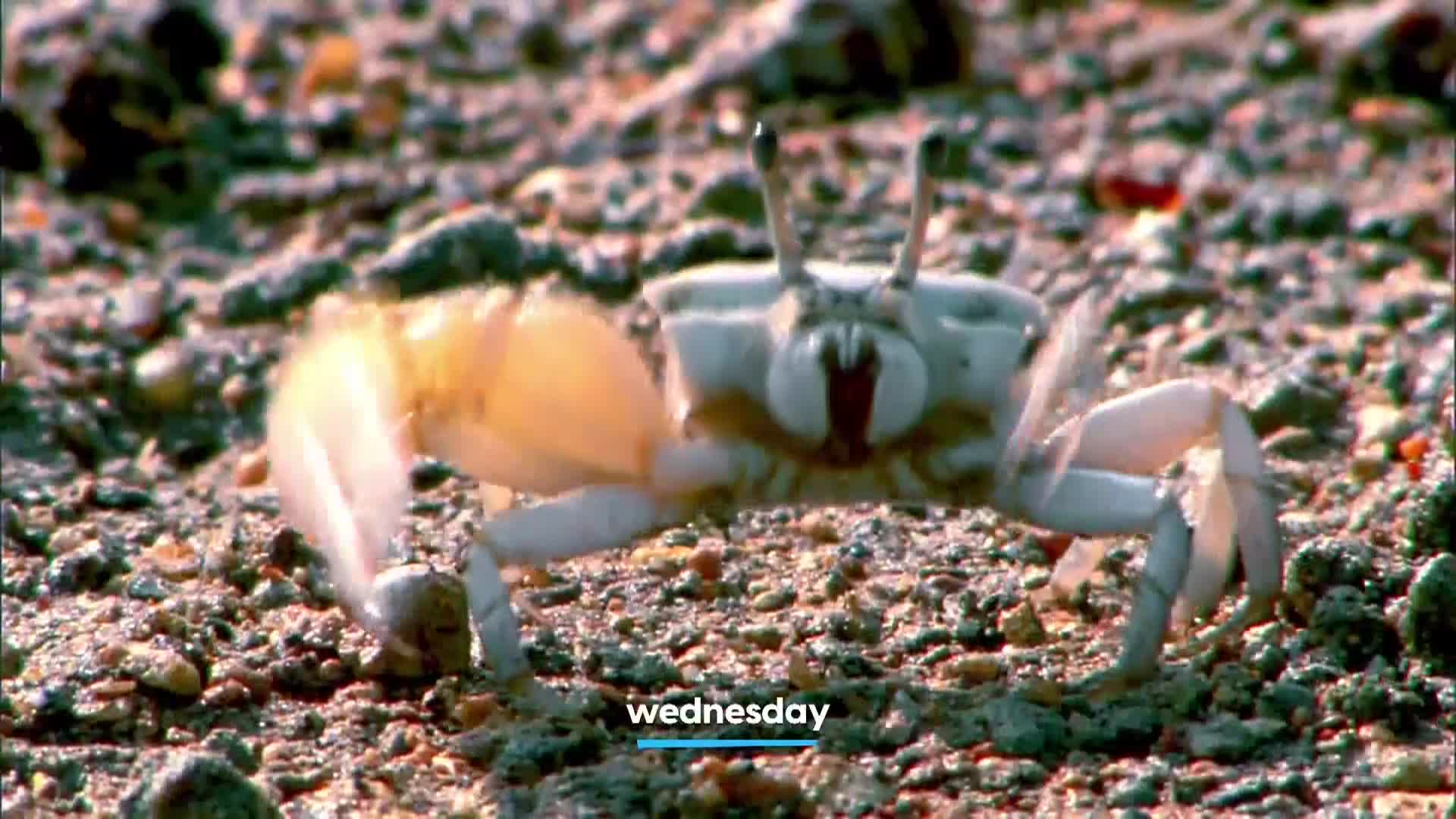 AnimalPlanet